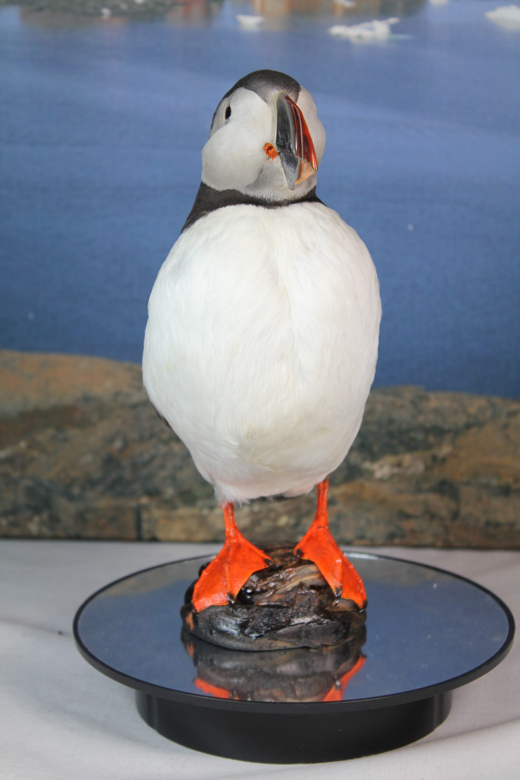Puffin # 2. Taxidermy - Image 6