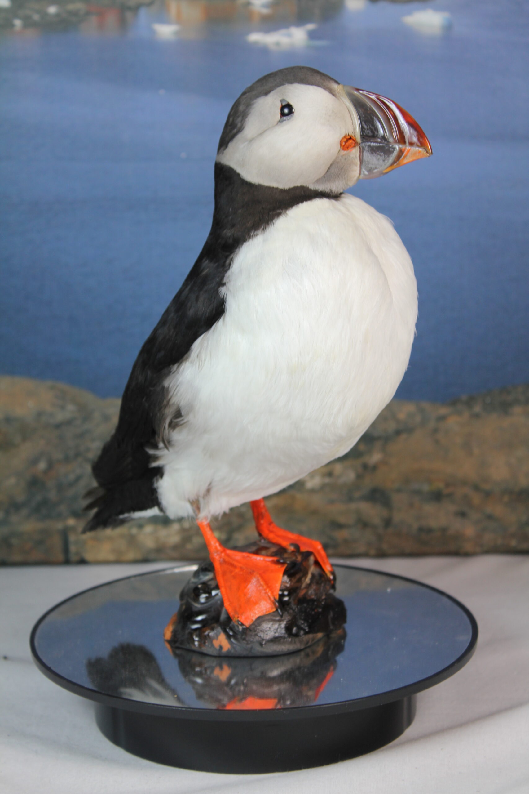 Puffin # 2. Taxidermy - Image 7