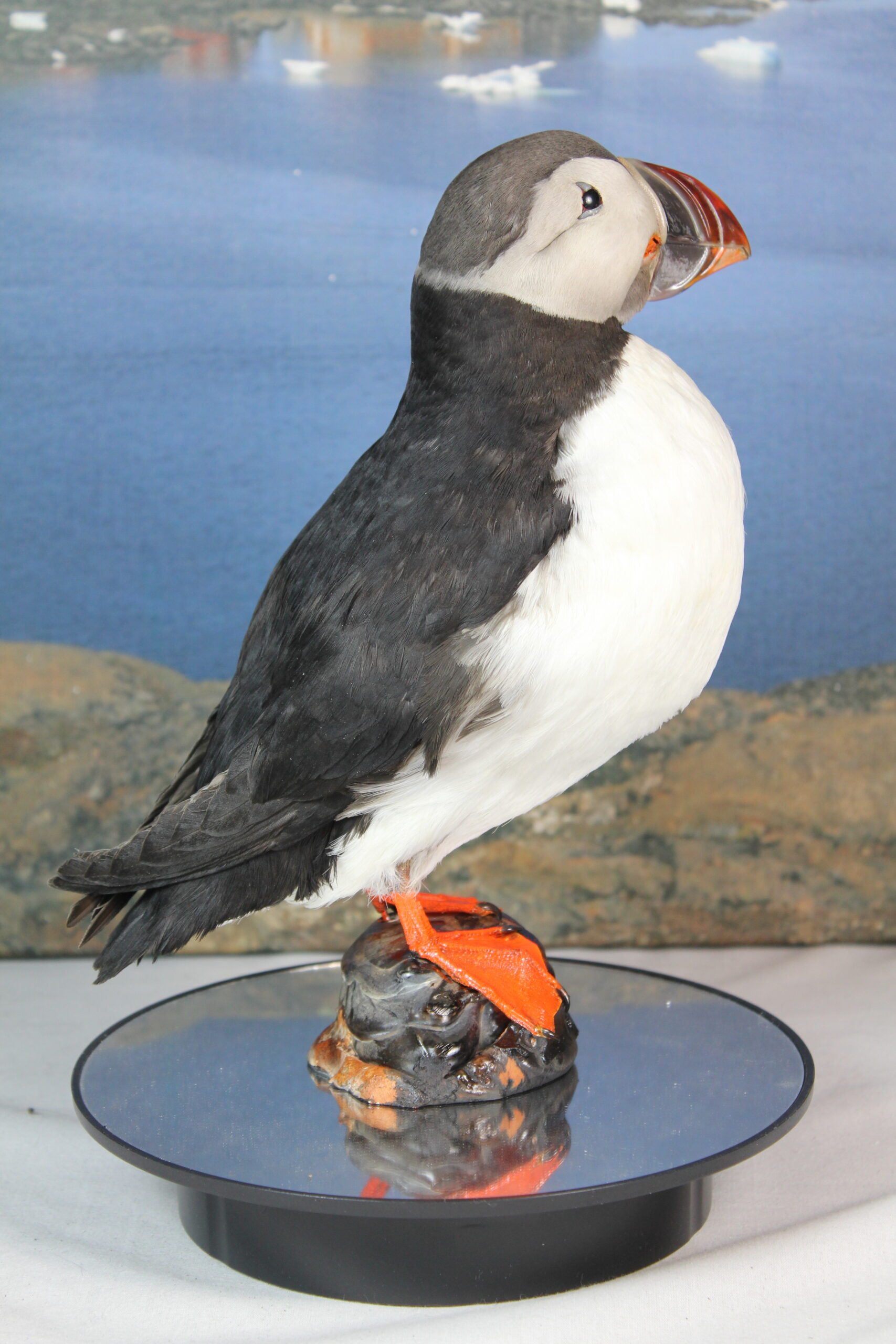 Puffin # 2. Taxidermy - Image 8