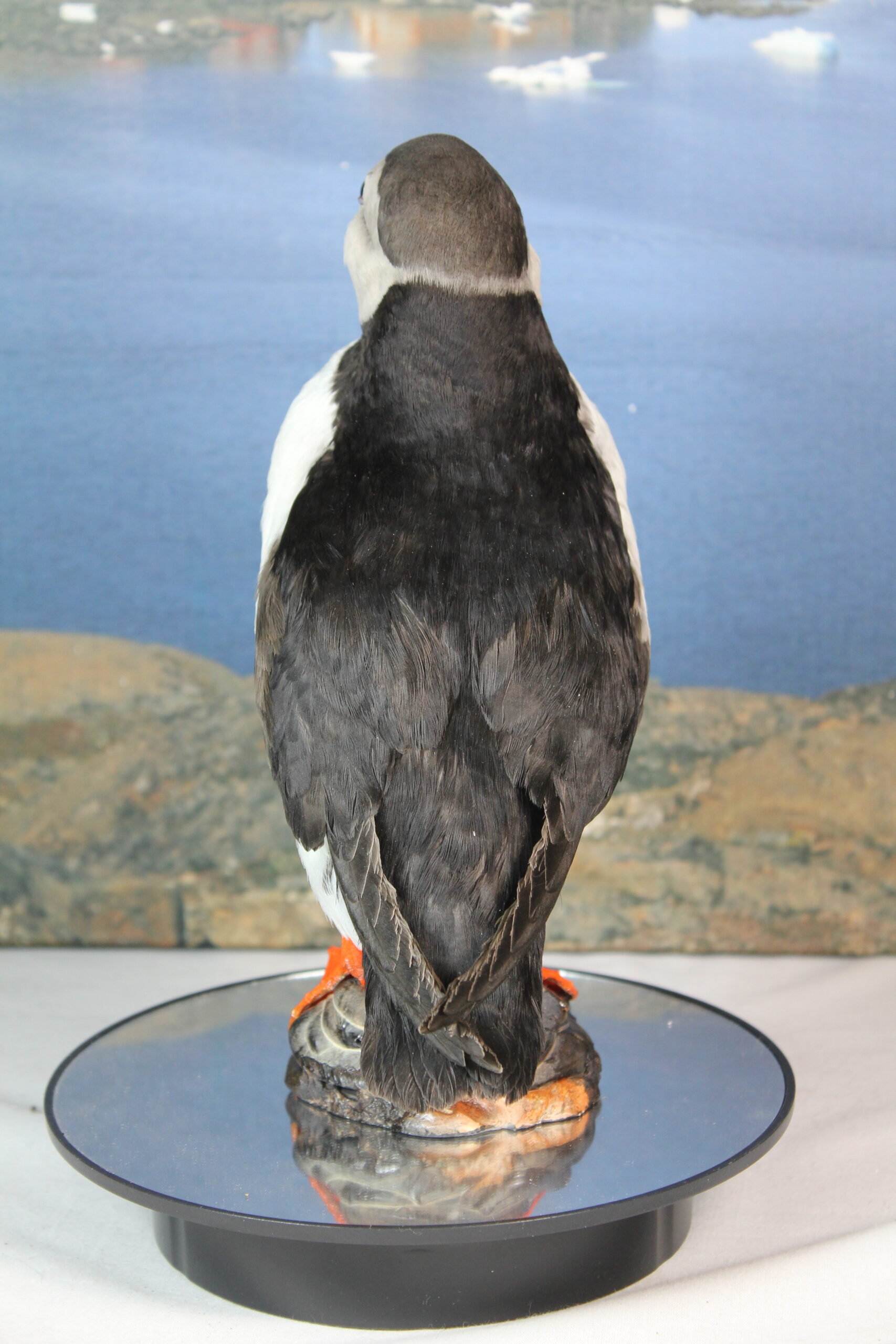 Puffin # 2. Taxidermy - Image 9