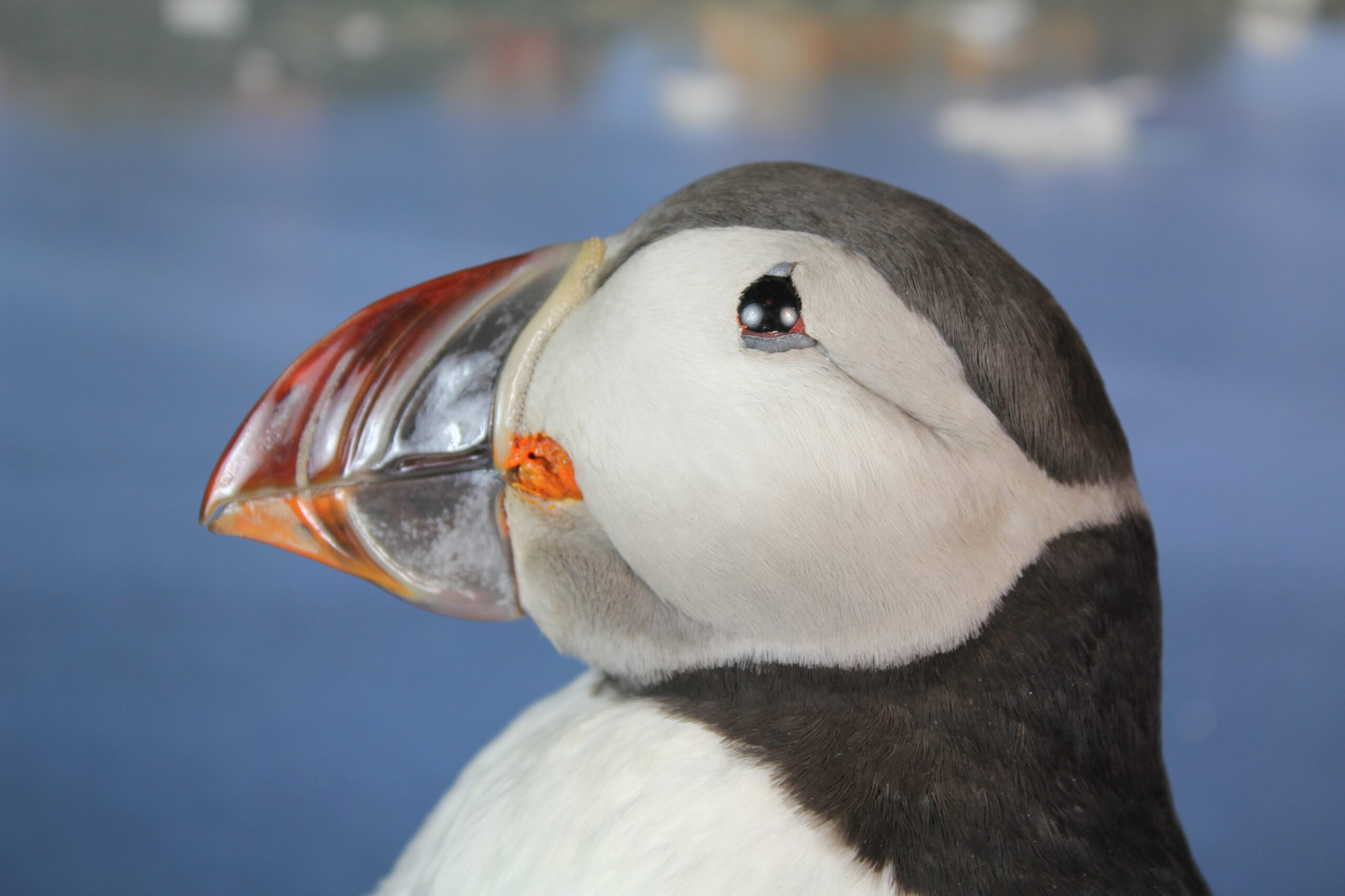 Puffin # 2. Taxidermy - Image 4