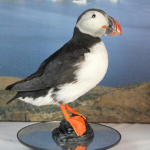 Puffin # 7. Taxidermy