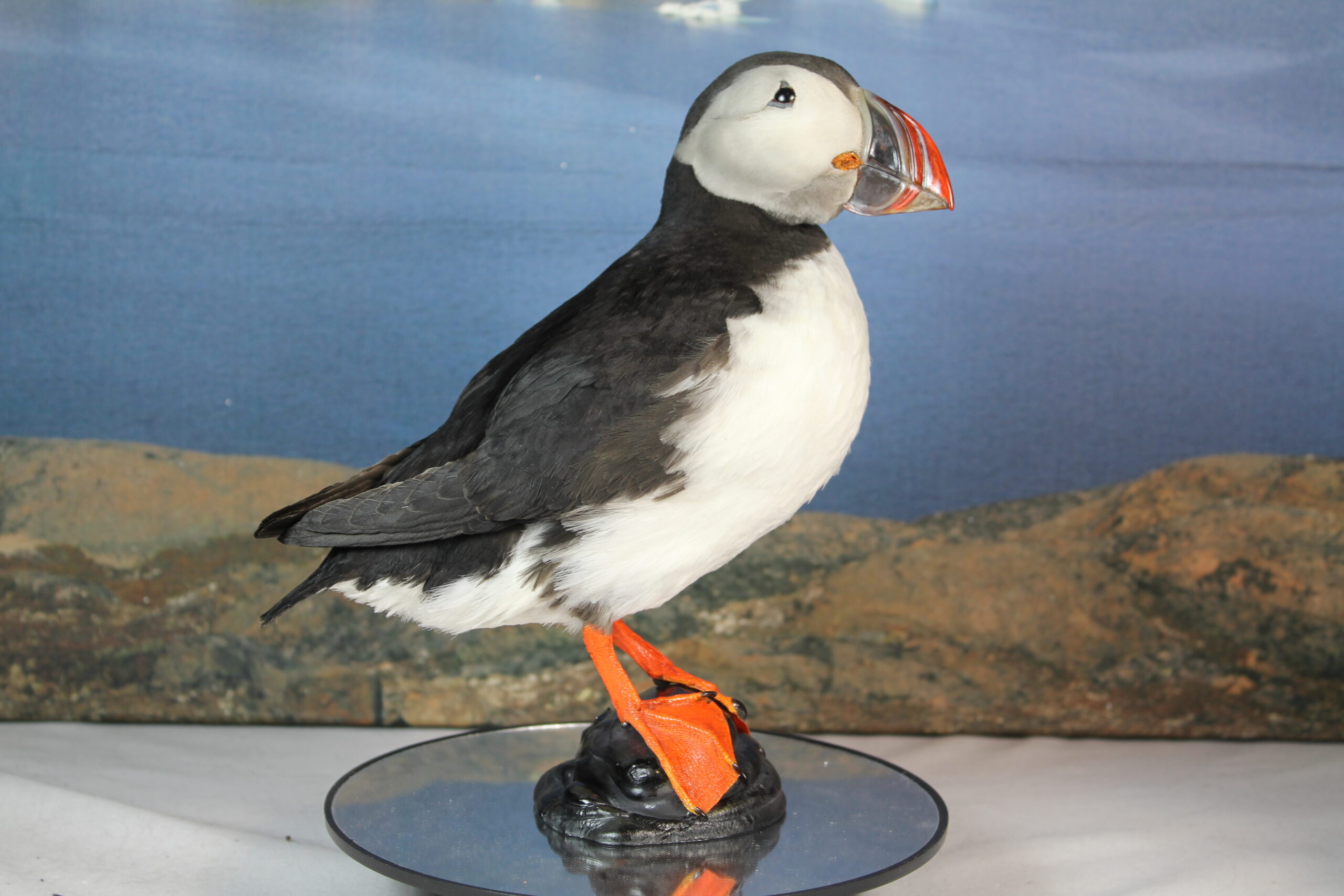 Puffin # 7. Taxidermy