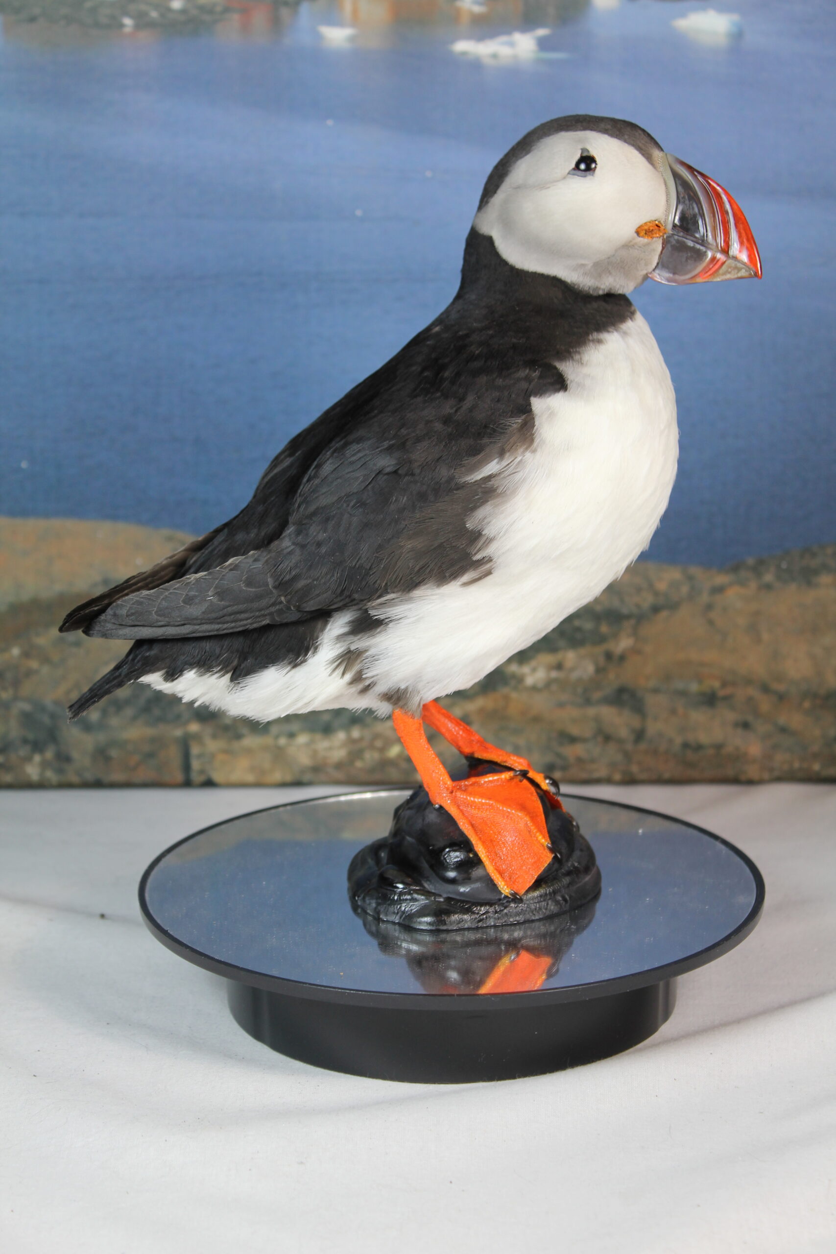 Puffin # 7. Taxidermy - Image 3