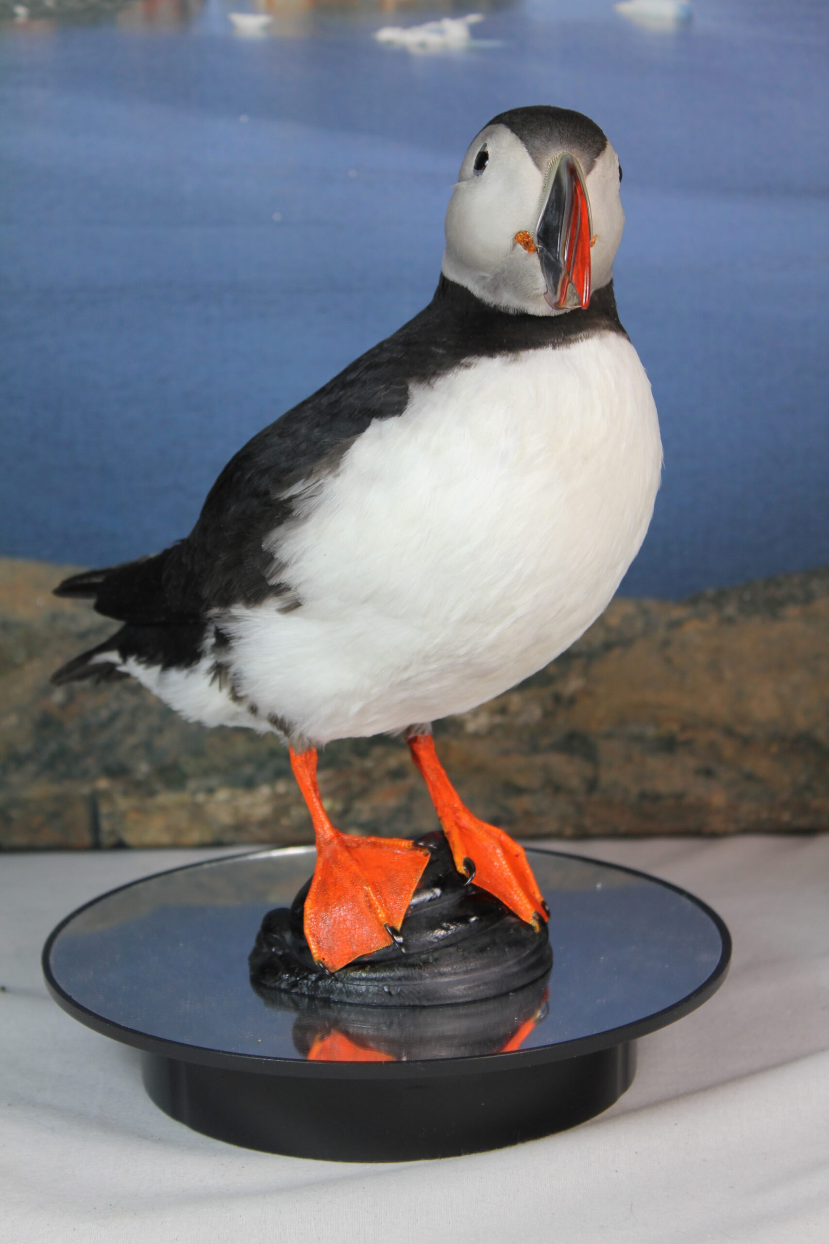 Puffin # 7. Taxidermy - Image 5