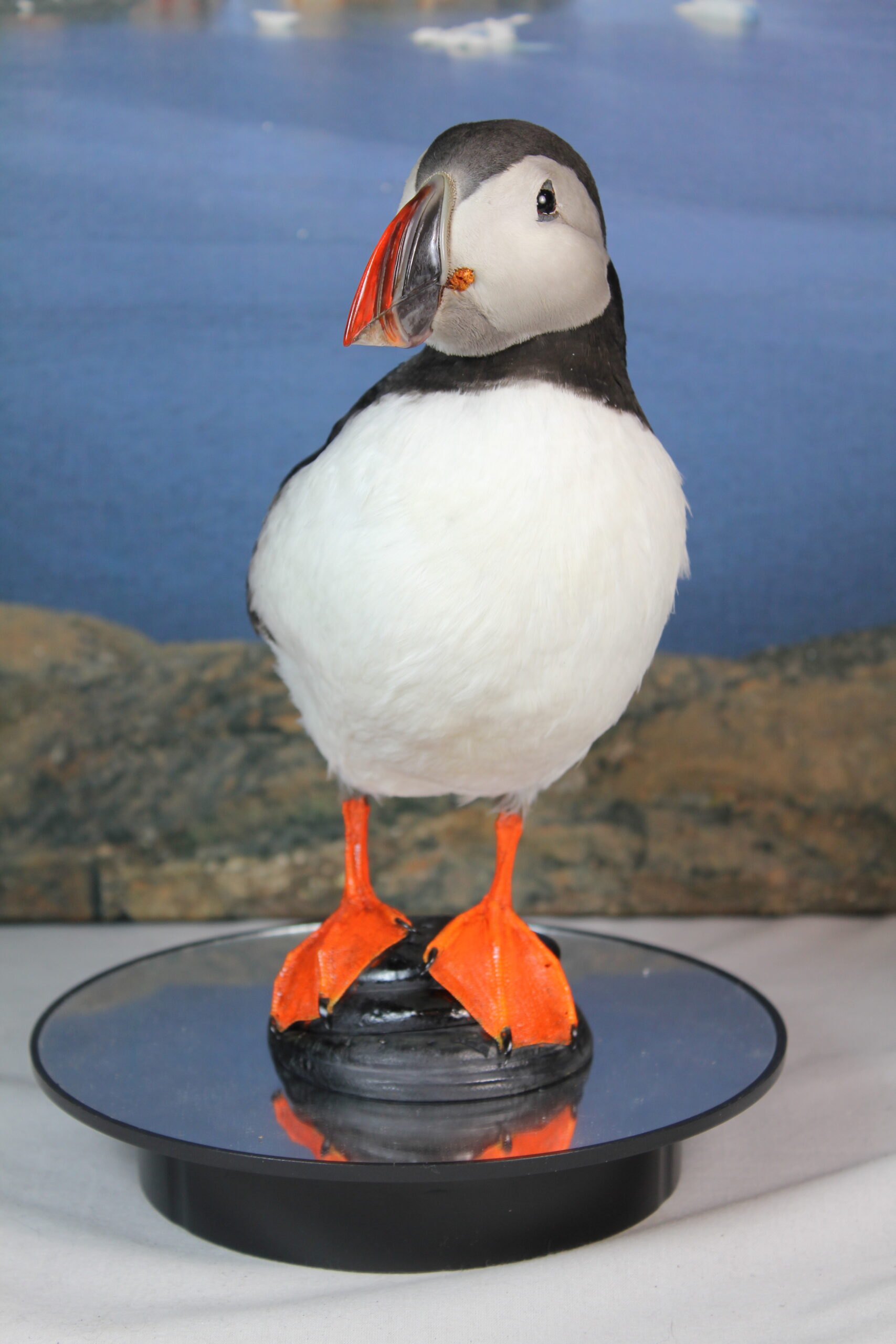 Puffin # 7. Taxidermy - Image 6