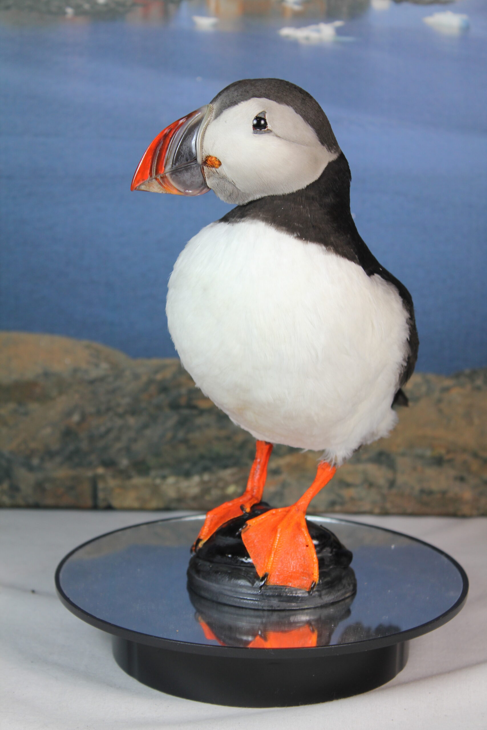Puffin # 7. Taxidermy - Image 7