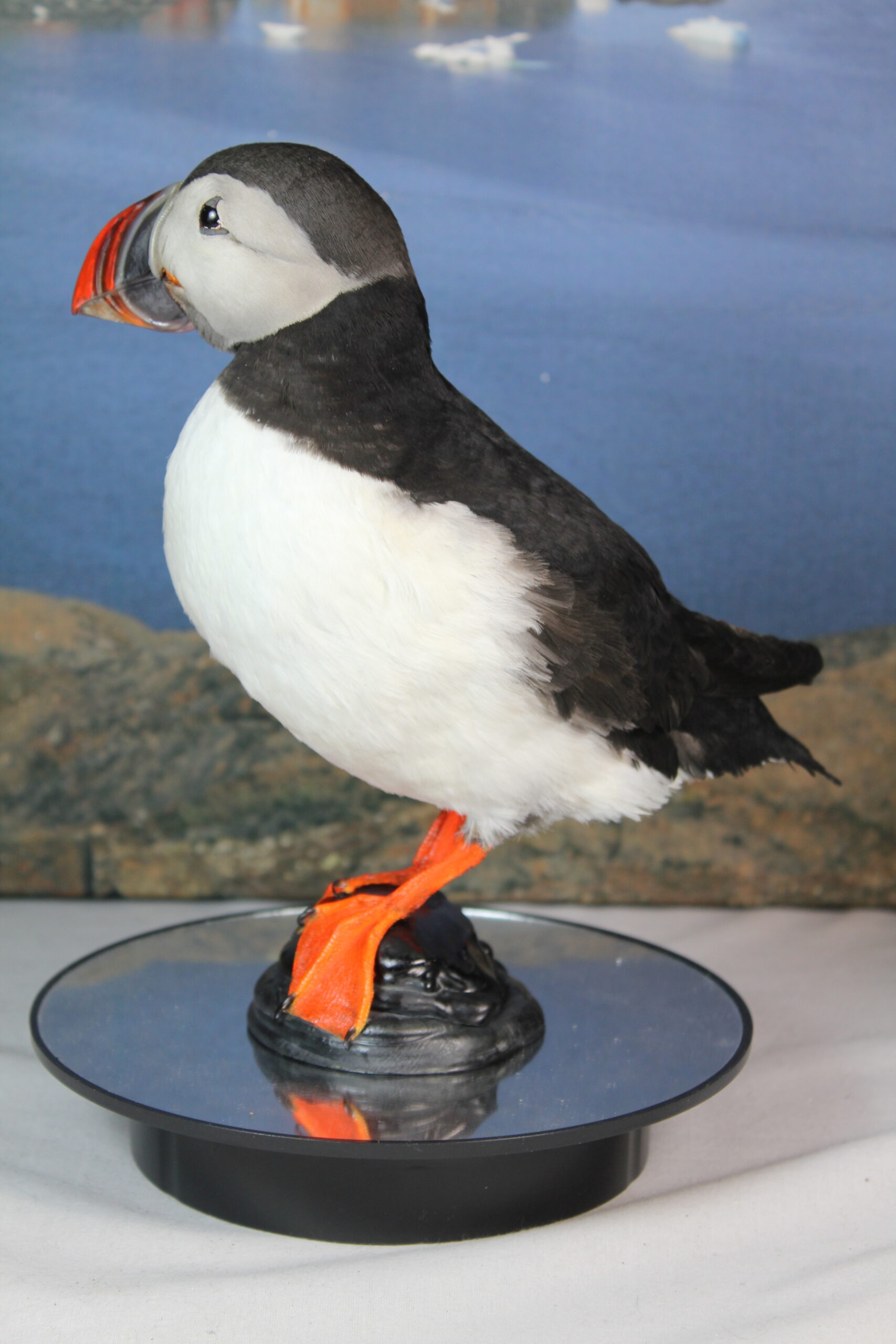 Puffin # 7. Taxidermy - Image 8