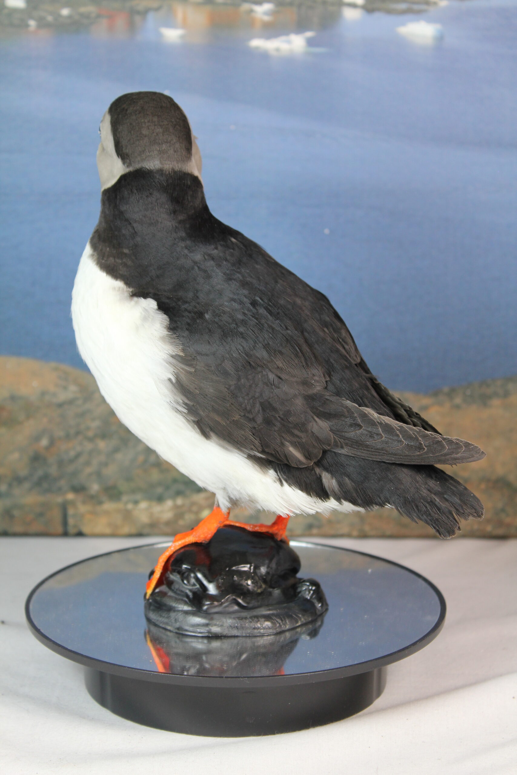 Puffin # 7. Taxidermy - Image 9