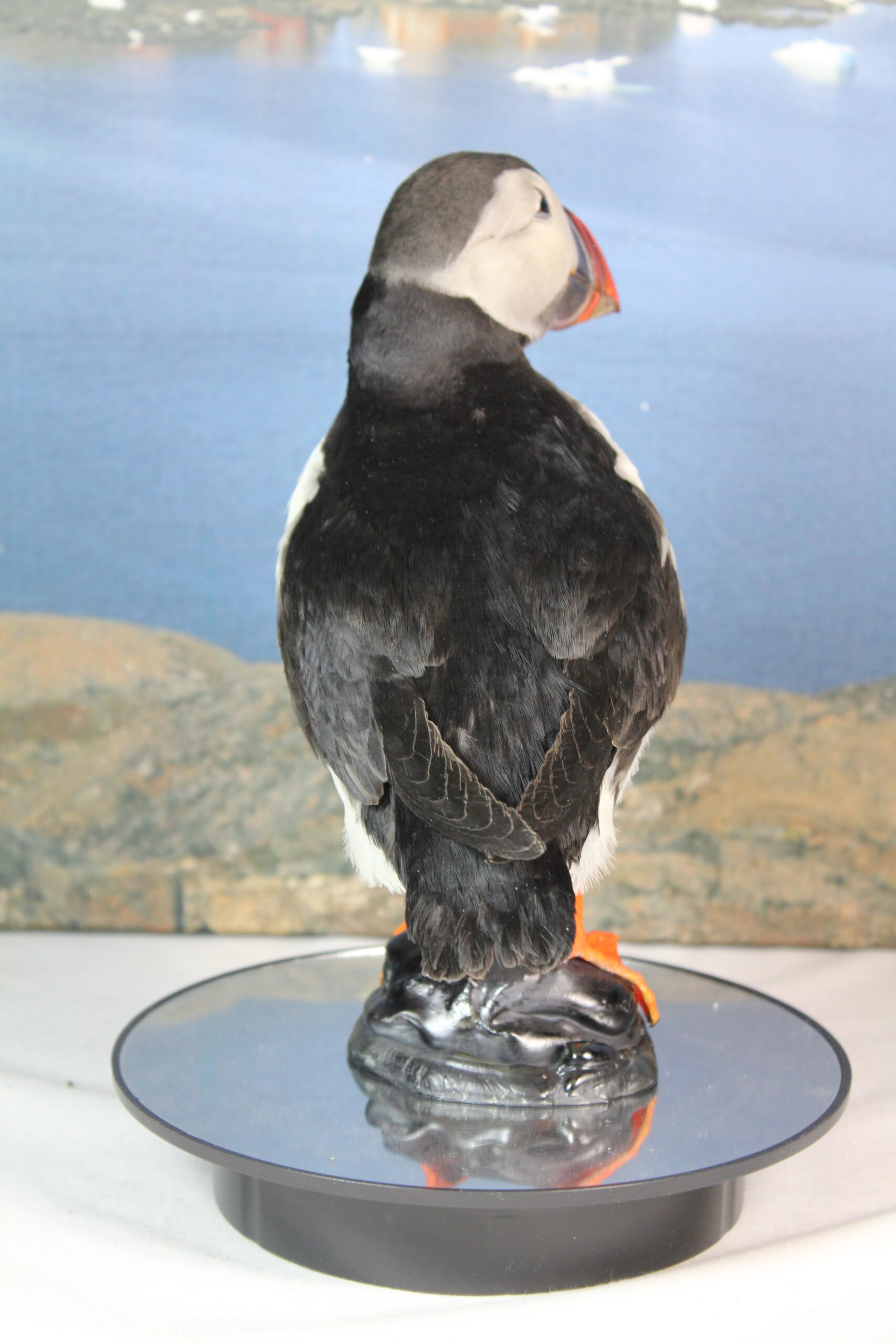 Puffin # 7. Taxidermy - Image 10