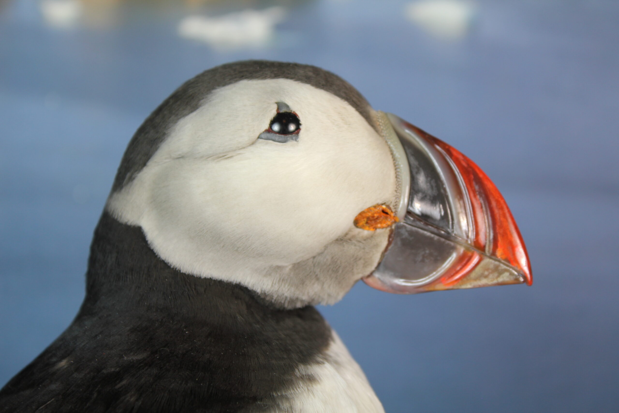 Puffin # 7. Taxidermy - Image 4