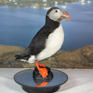 Puffin #11. Taxidermy