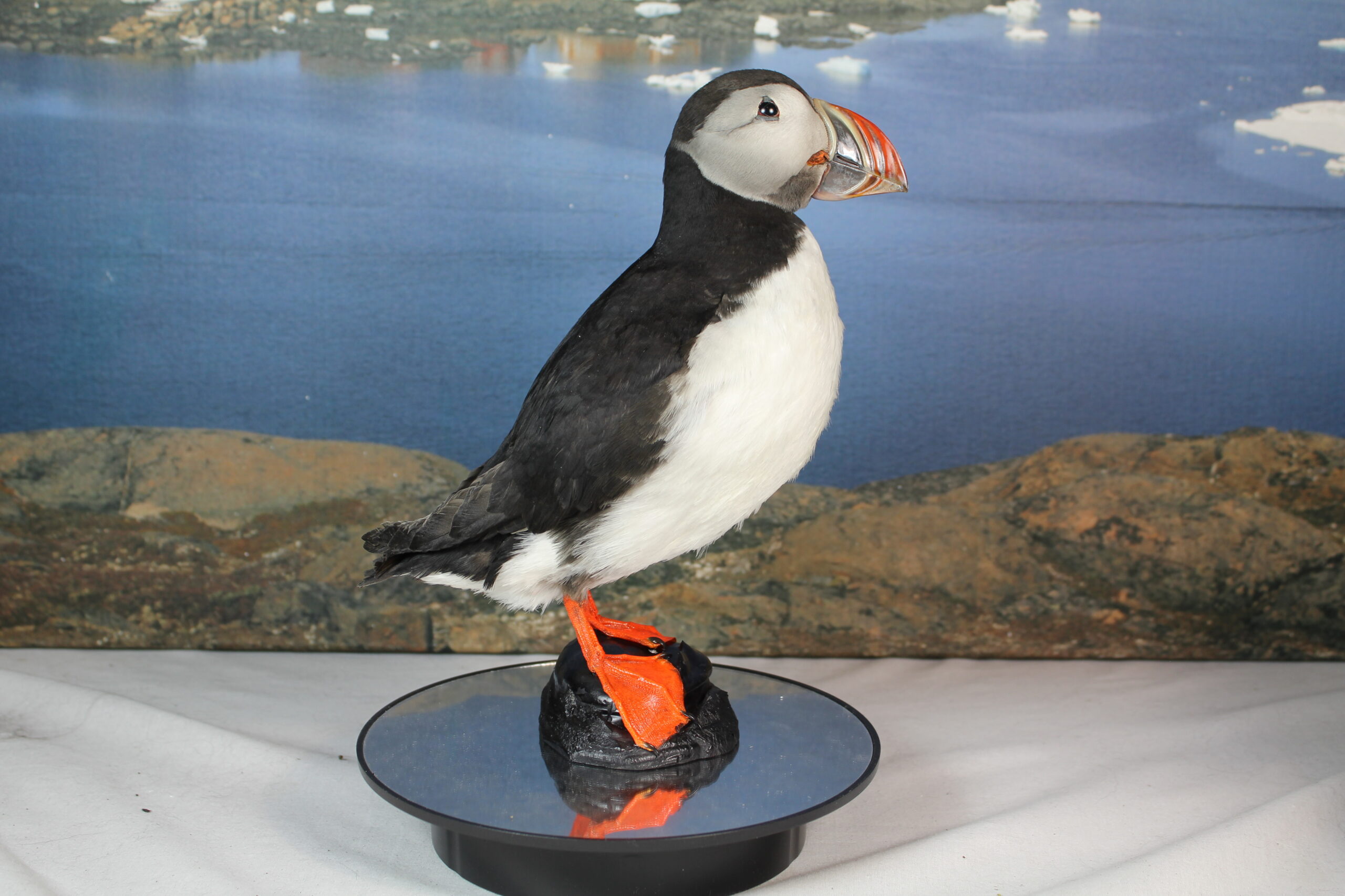 Puffin #11. Taxidermy