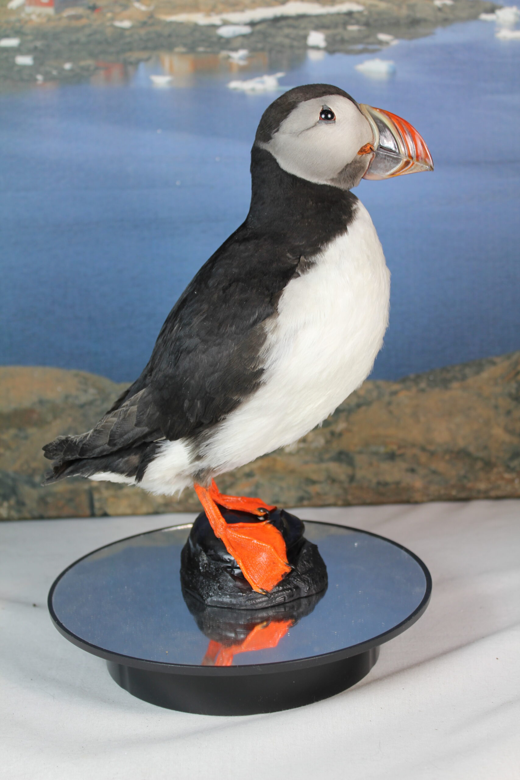 Puffin #11. Taxidermy - Image 3