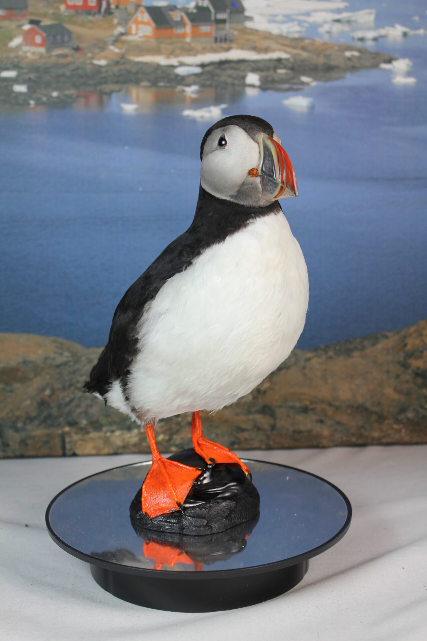 Puffin #11. Taxidermy - Image 4