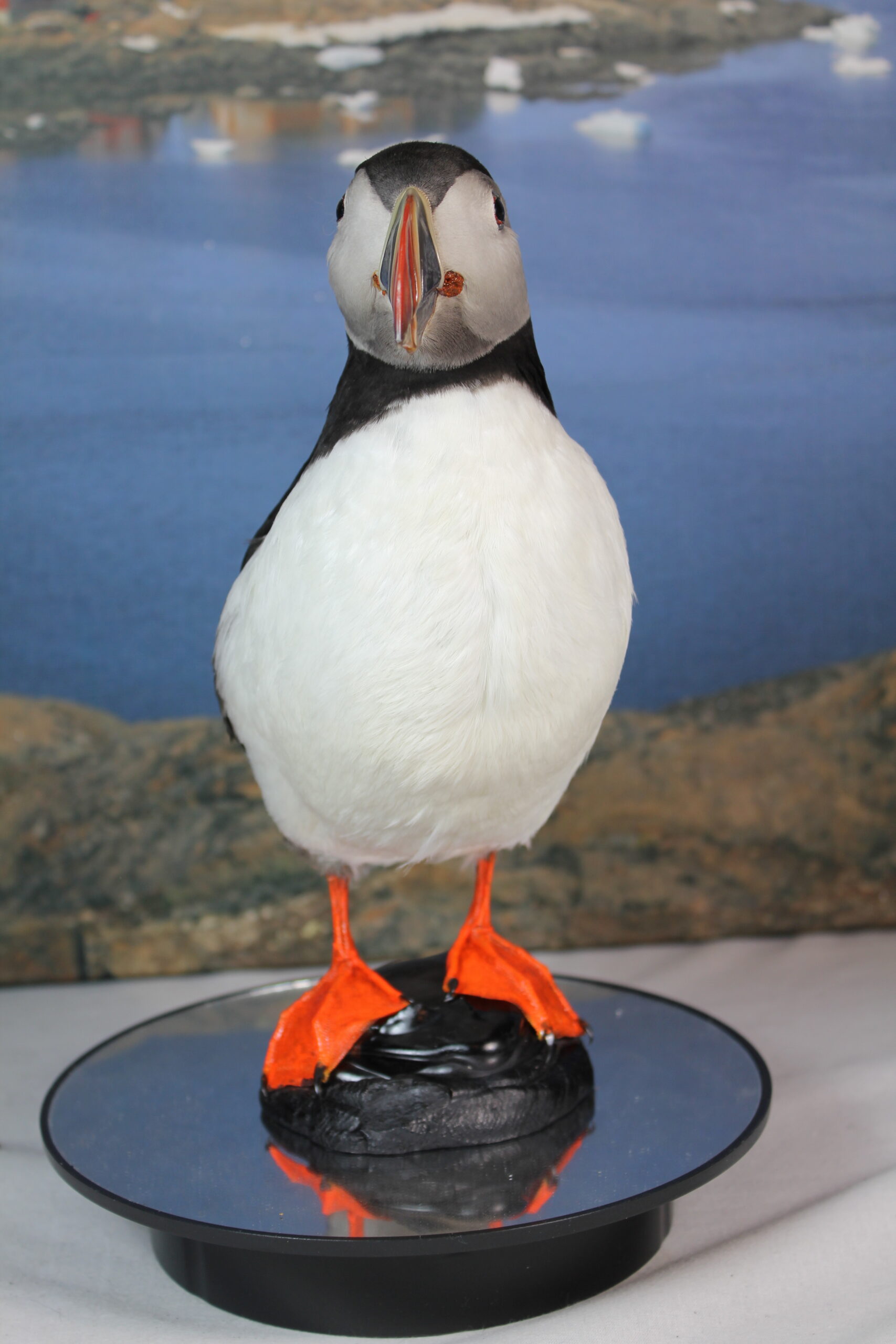 Puffin #11. Taxidermy - Image 5