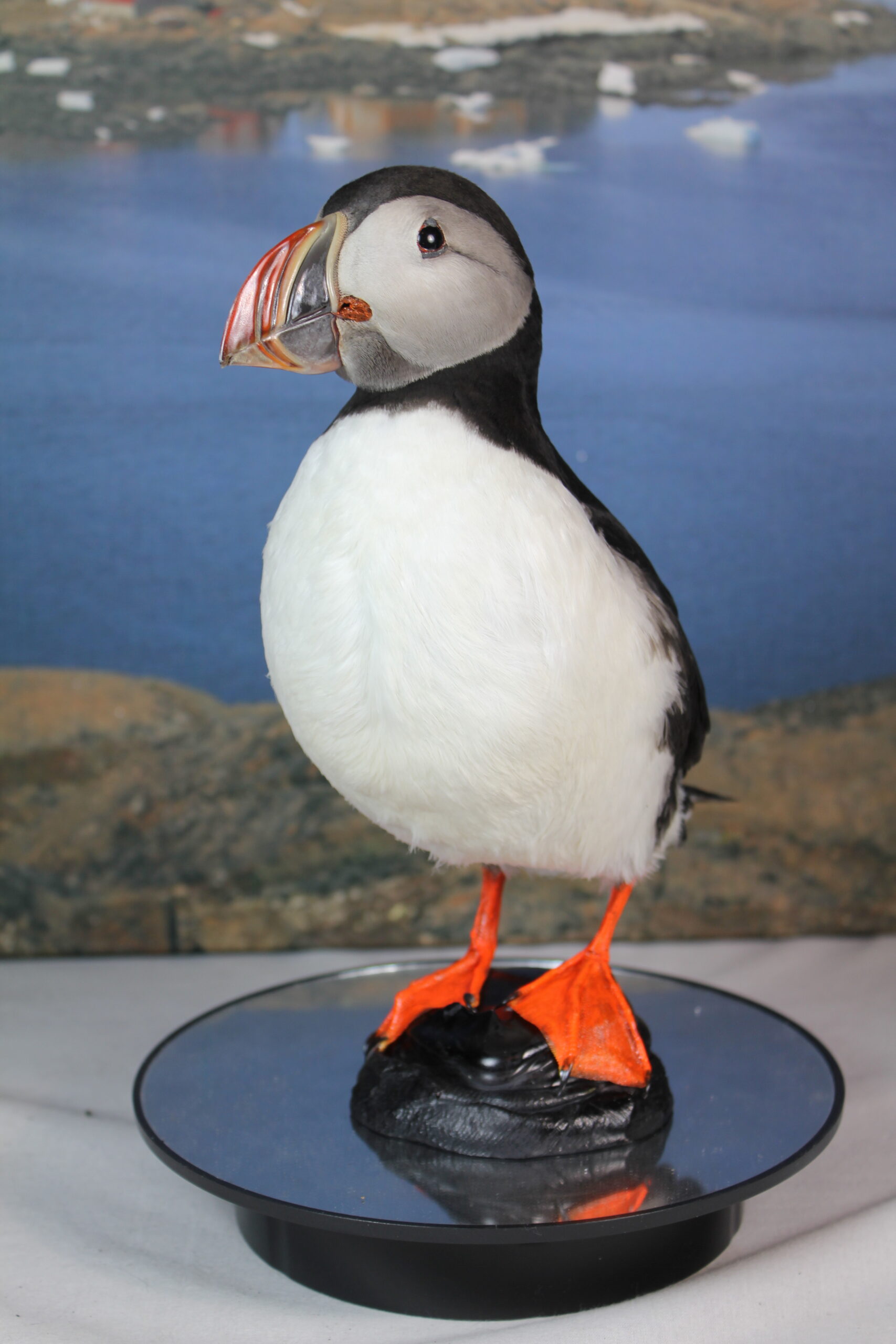 Puffin #11. Taxidermy - Image 7