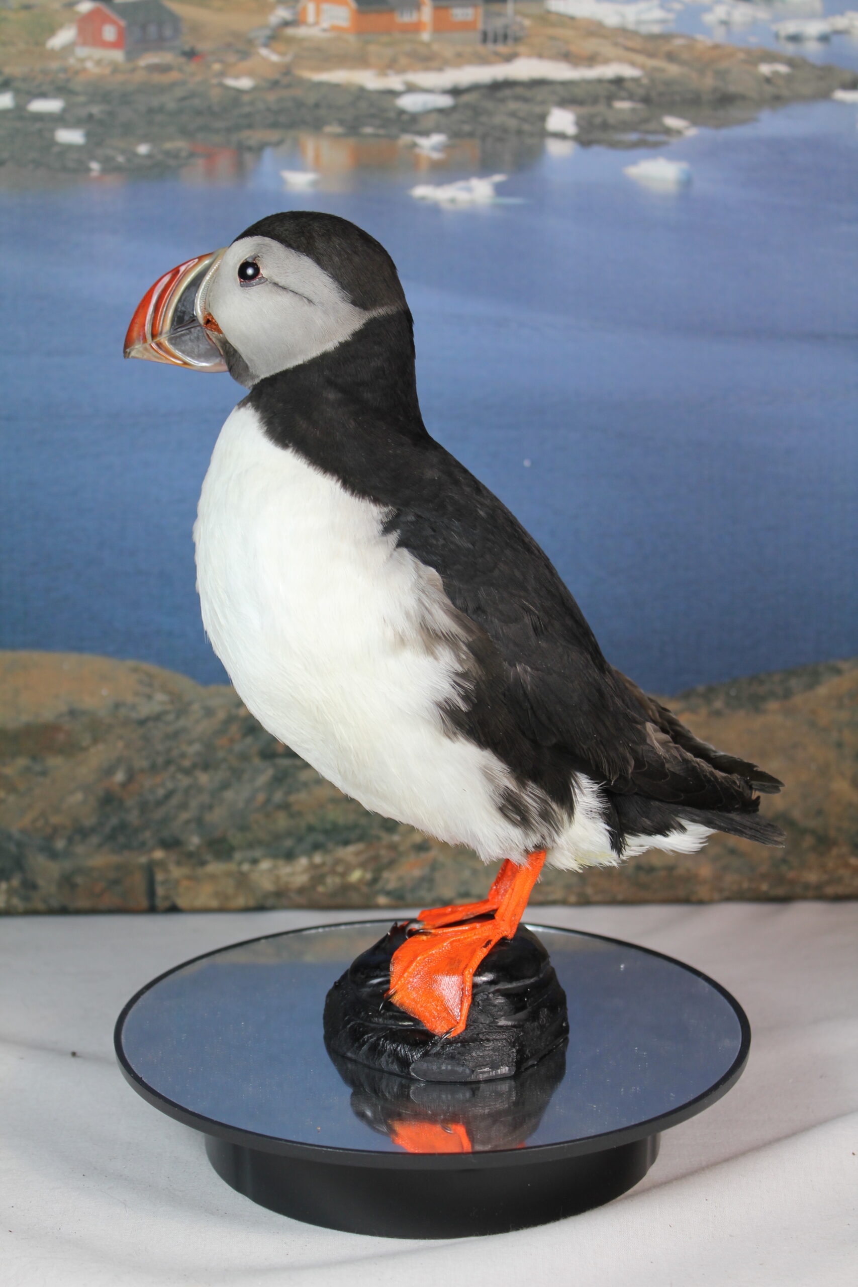 Puffin #11. Taxidermy - Image 8