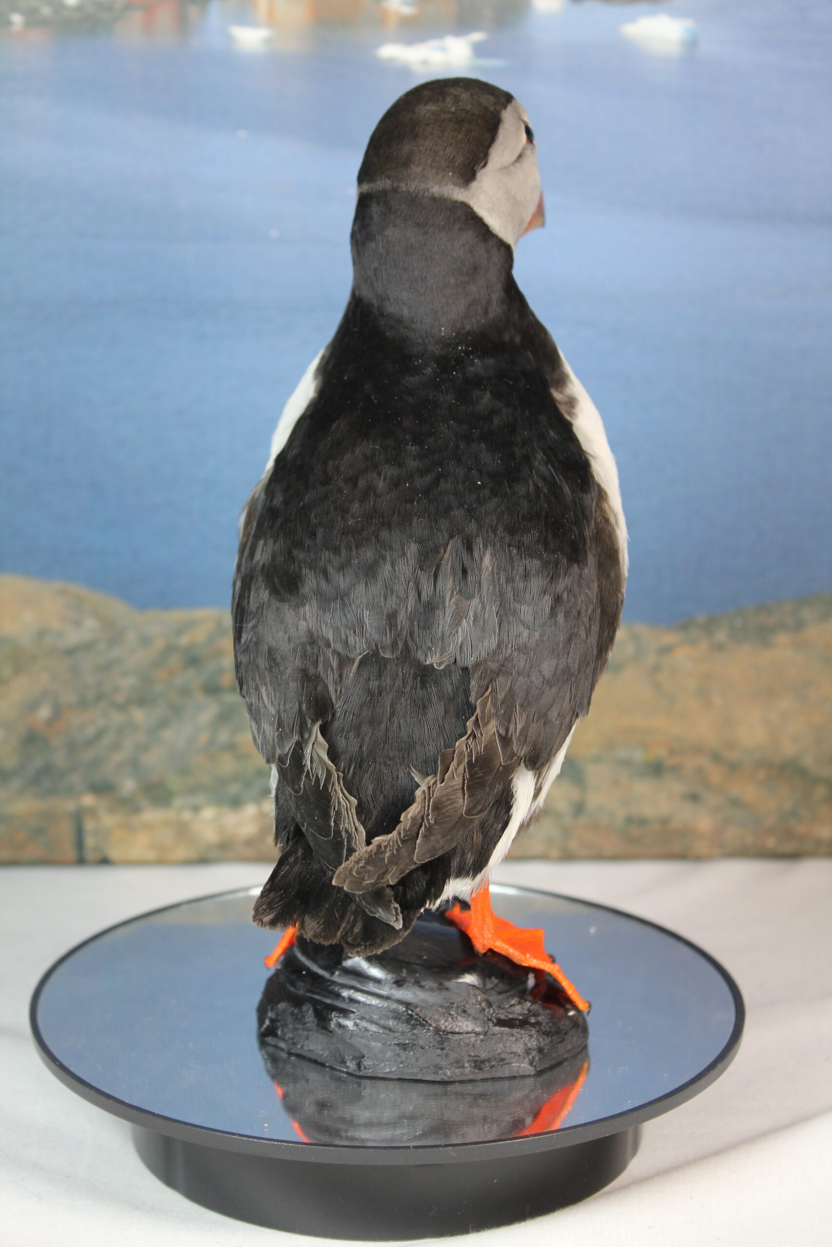 Puffin #11. Taxidermy - Image 9