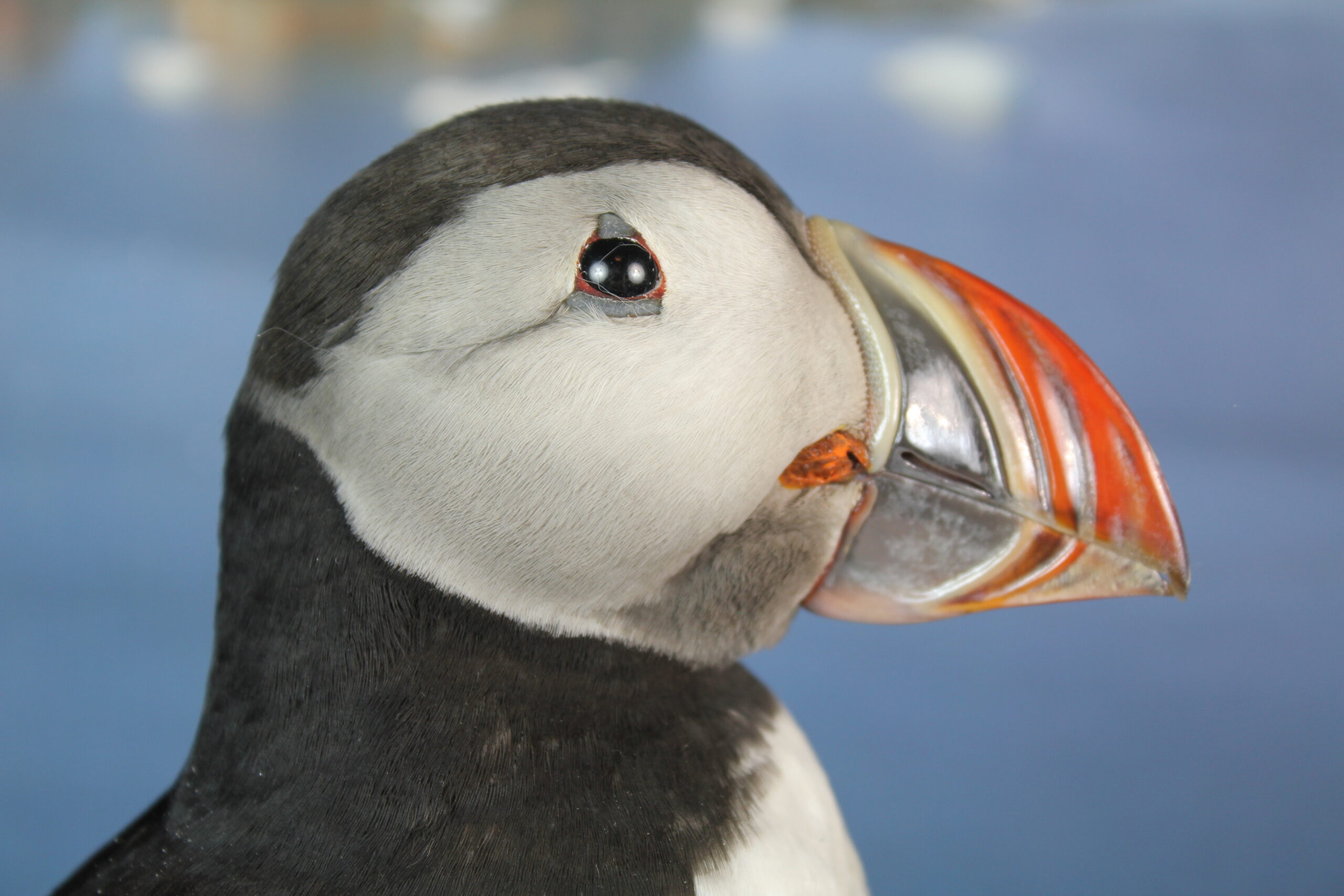 Puffin #11. Taxidermy - Image 6