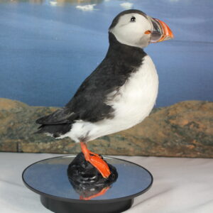 Puffin # 12. Taxidermy