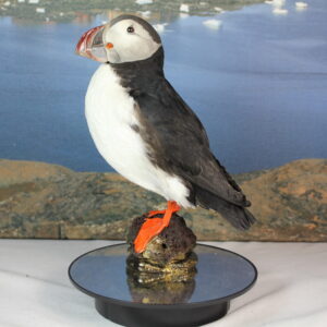 Puffin # 14. Taxidermy