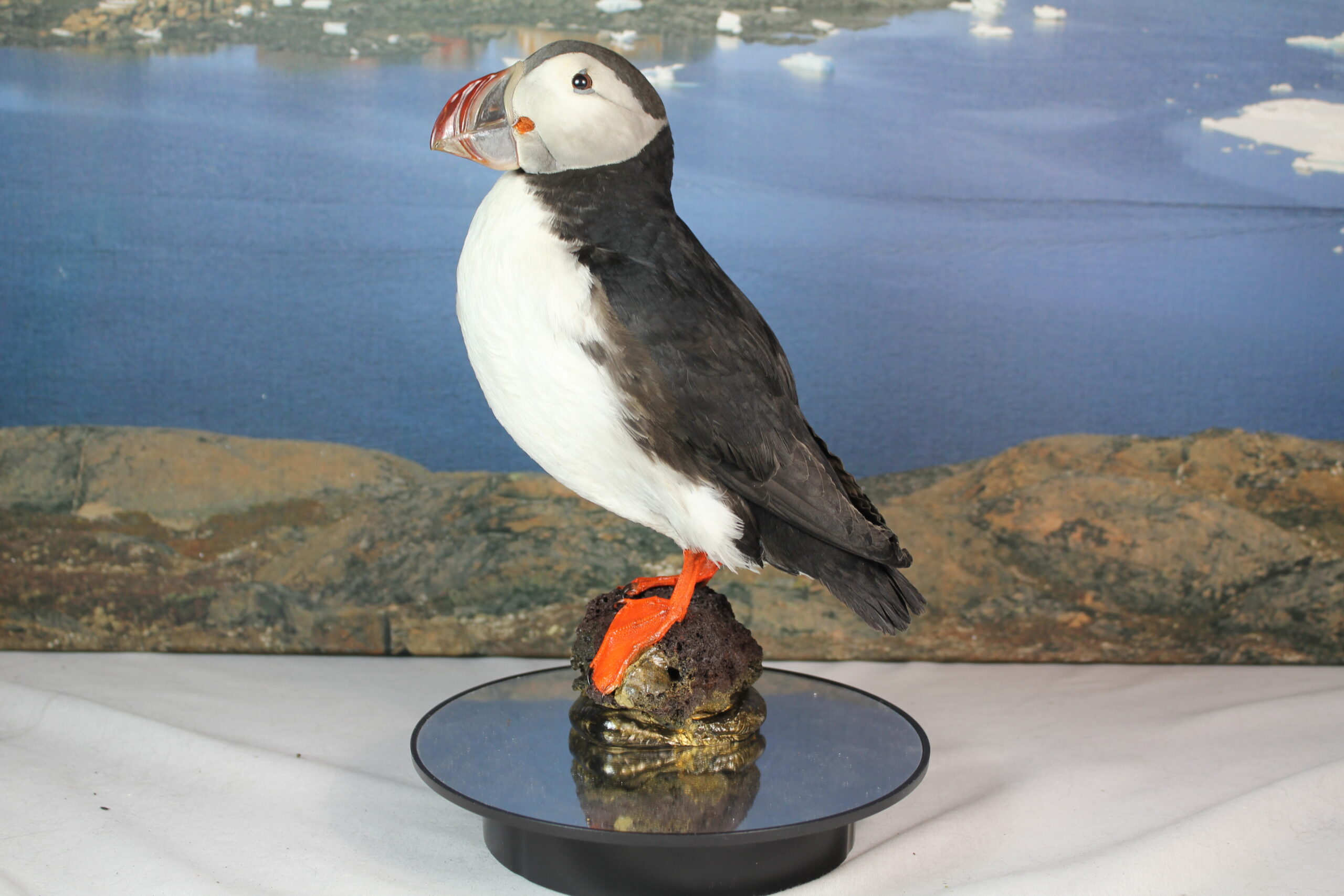 Puffin # 14. Taxidermy
