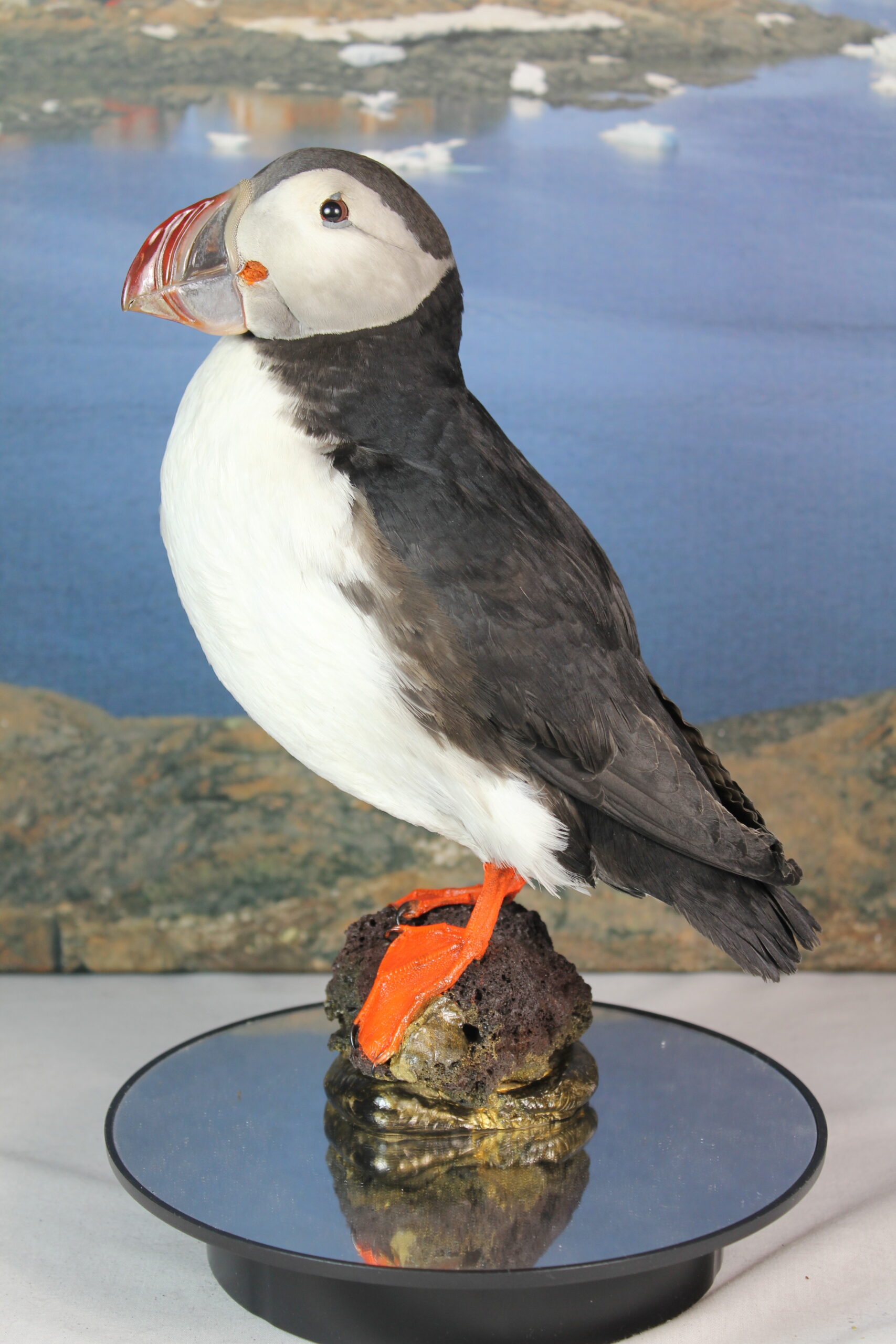 Puffin # 14. Taxidermy - Image 4