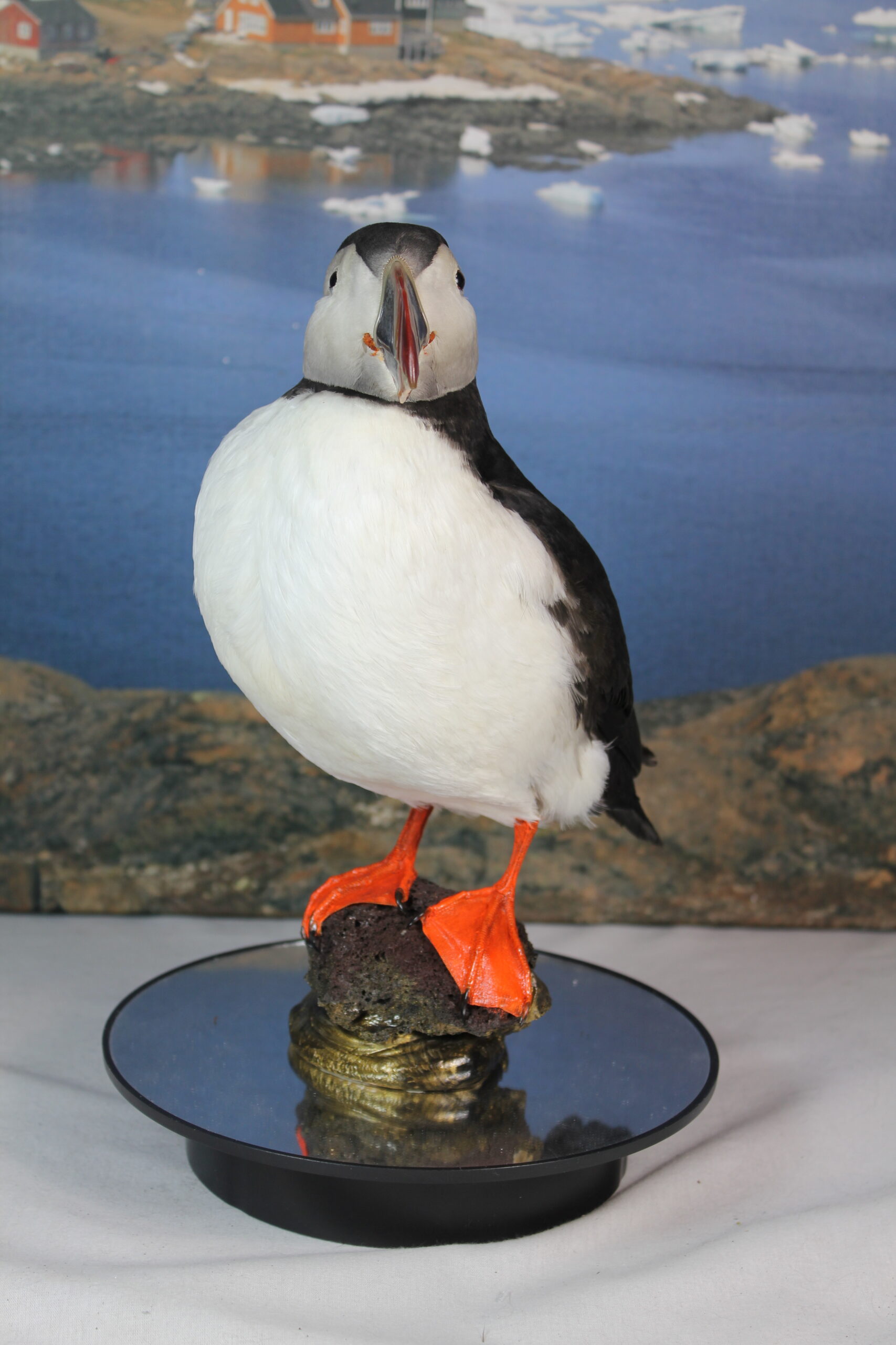 Puffin # 14. Taxidermy - Image 5
