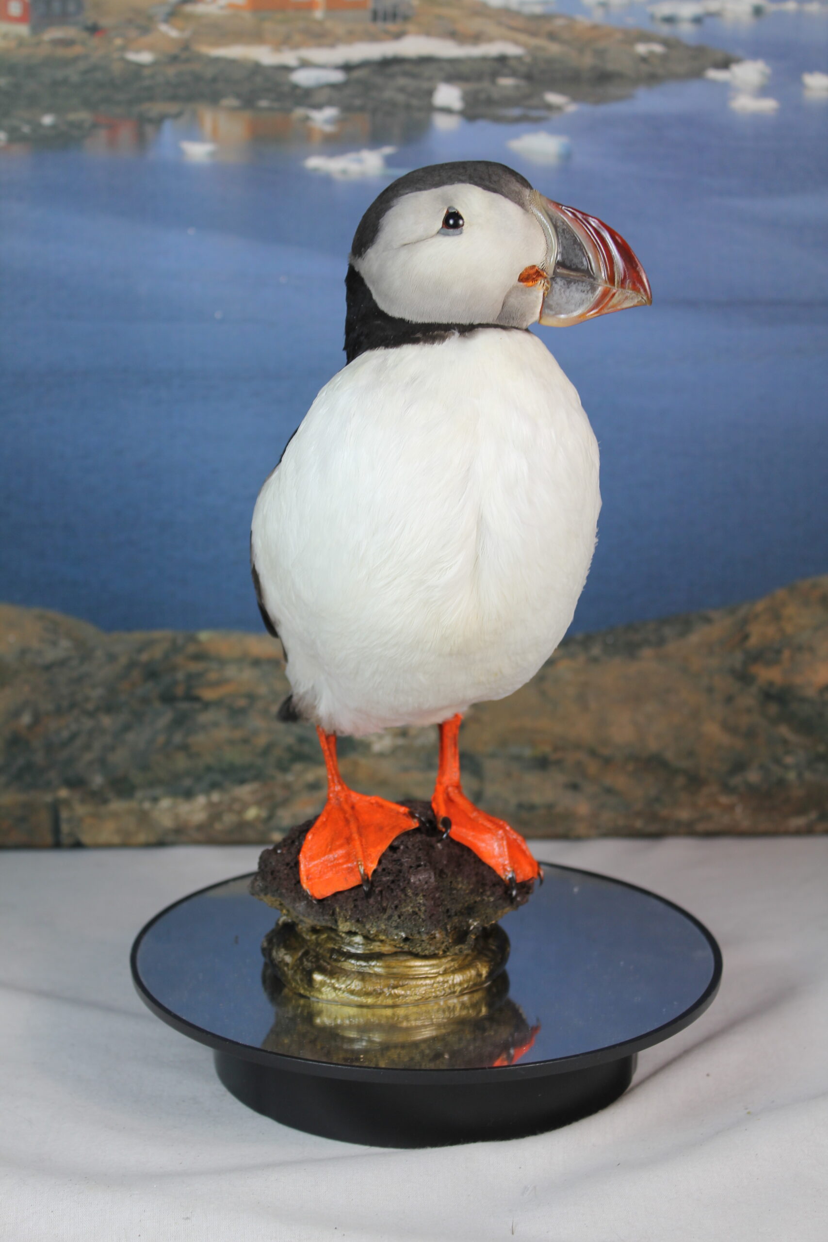 Puffin # 14. Taxidermy - Image 6
