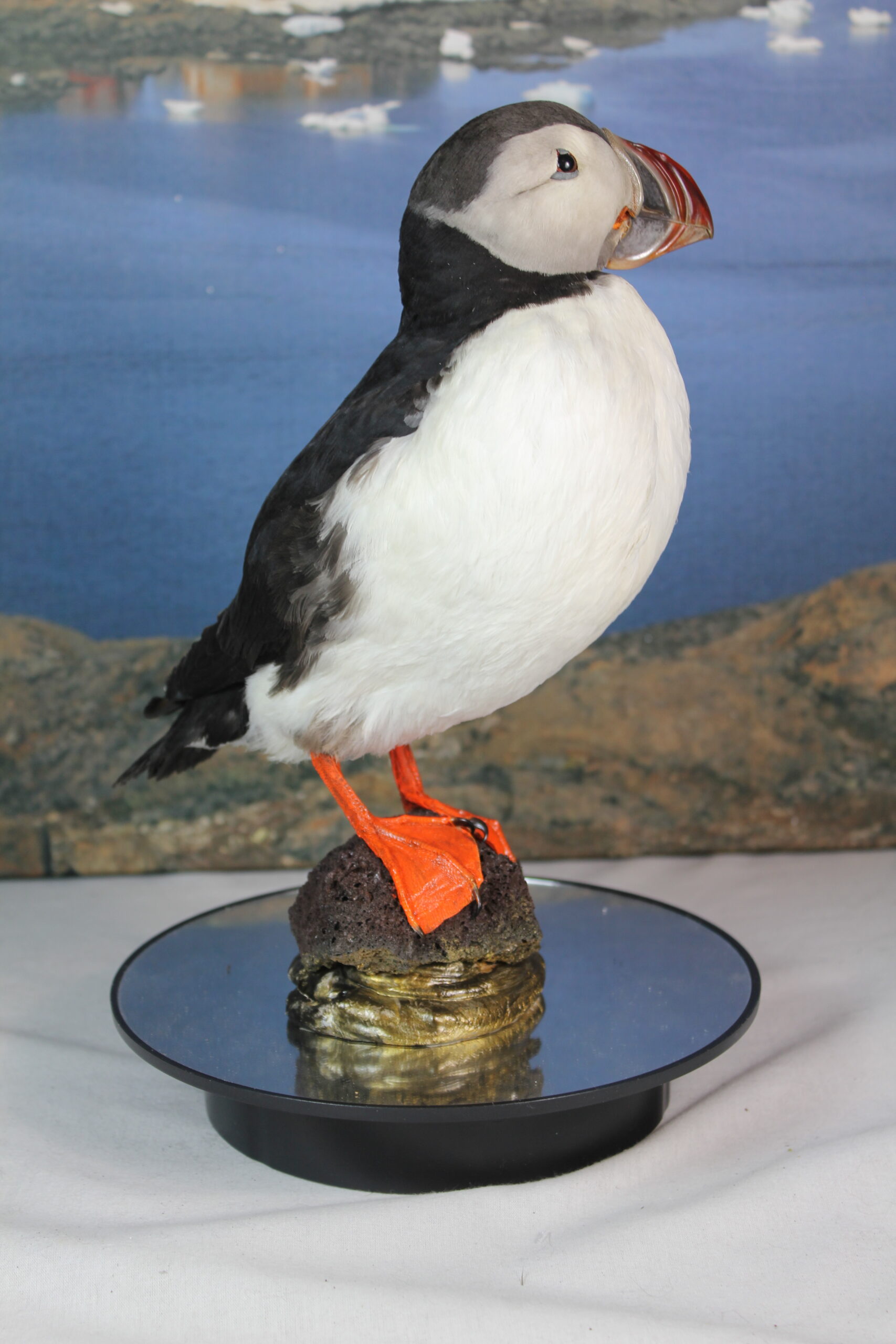 Puffin # 14. Taxidermy - Image 7