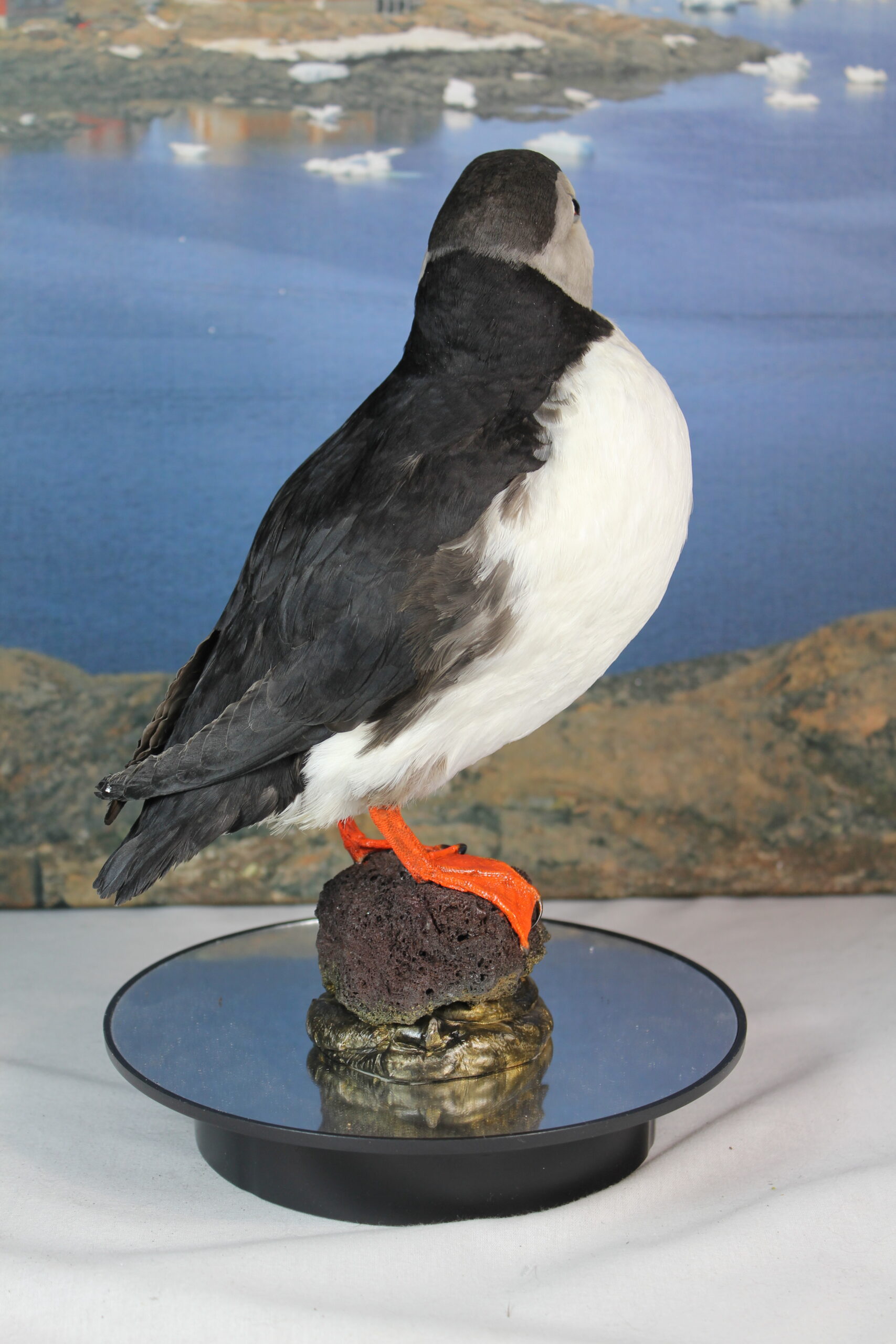 Puffin # 14. Taxidermy - Image 8