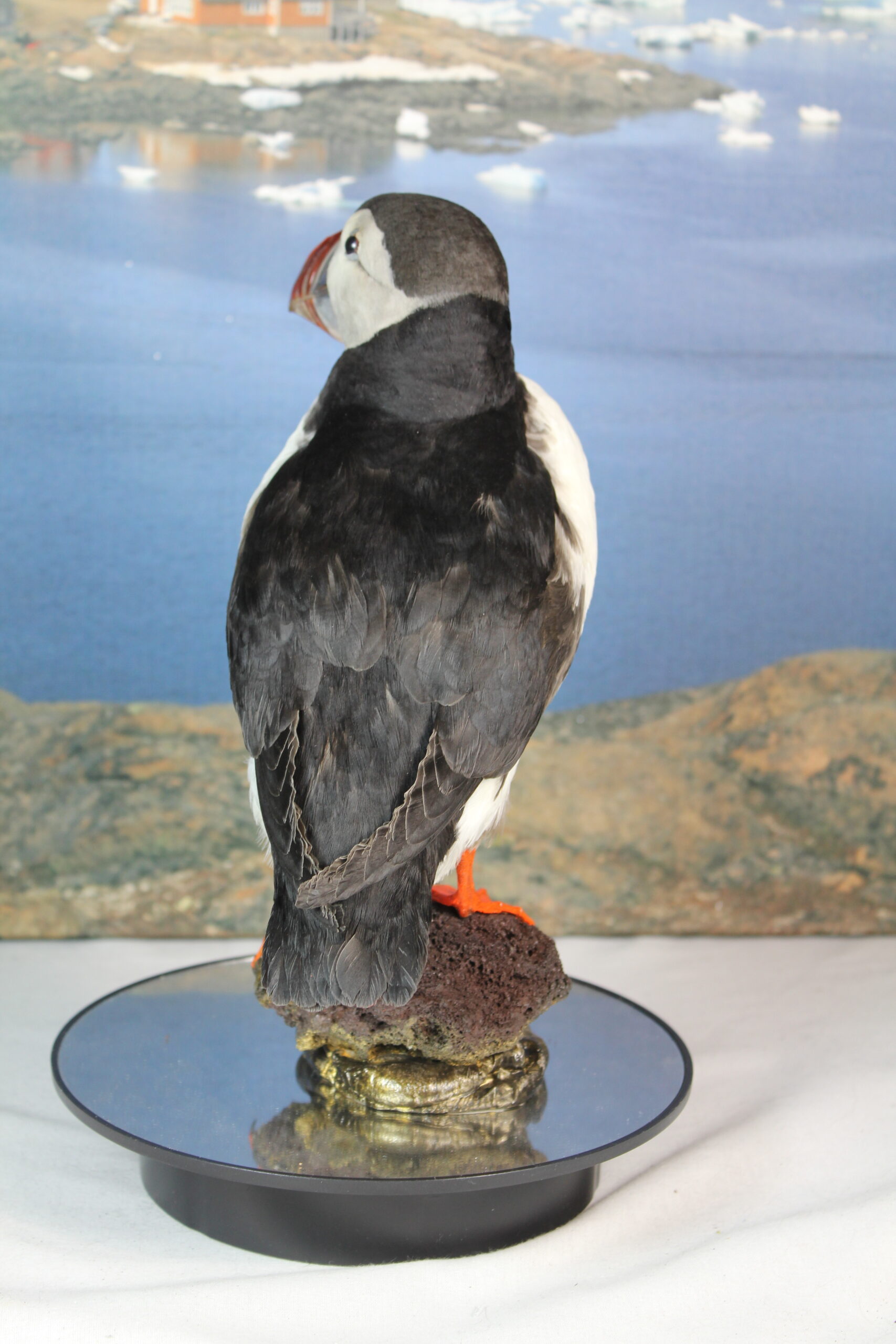 Puffin # 14. Taxidermy - Image 9