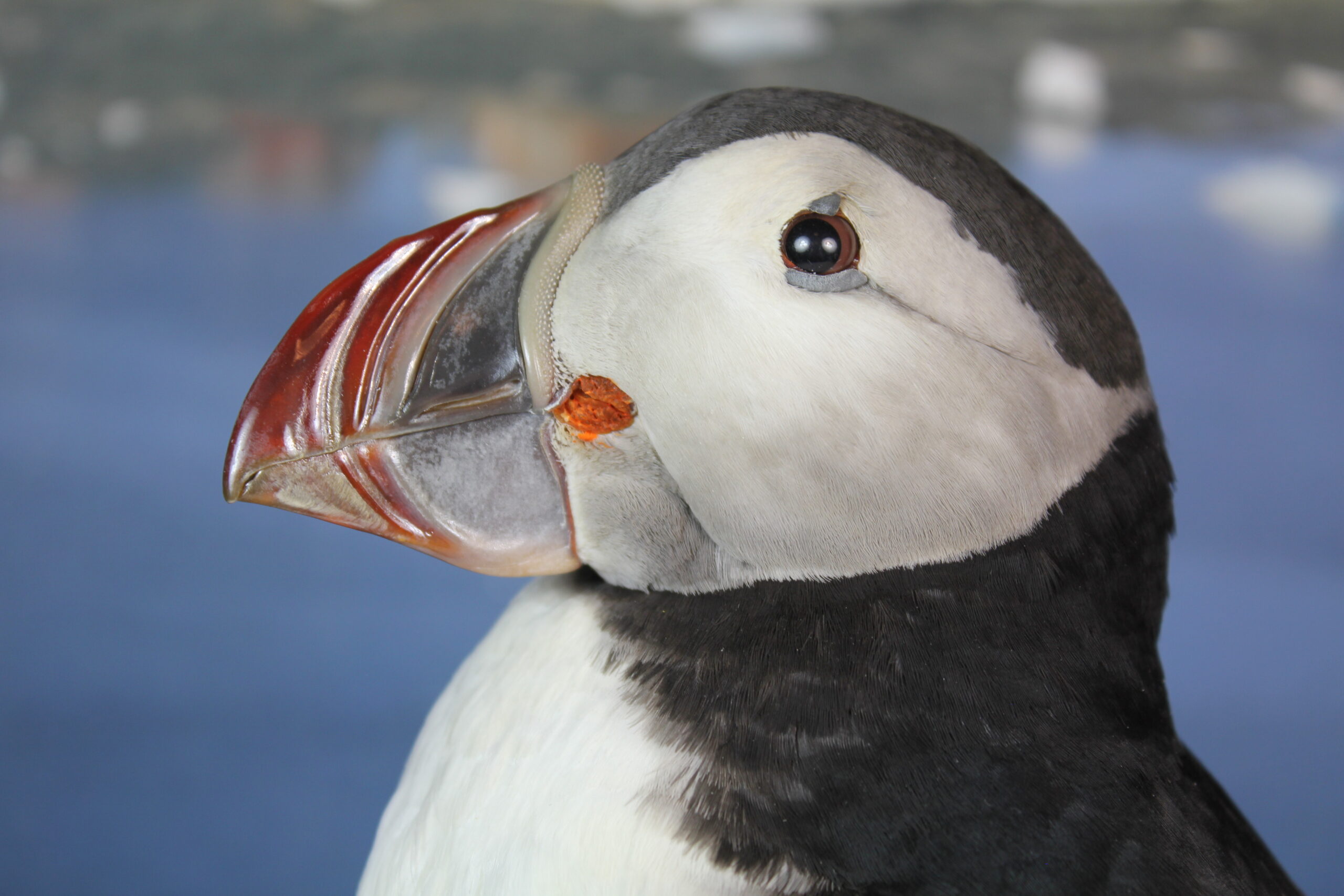 Puffin # 14. Taxidermy - Image 3