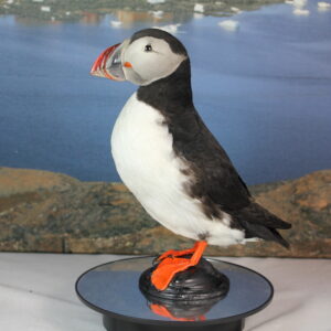 Puffin # 13. Taxidermy