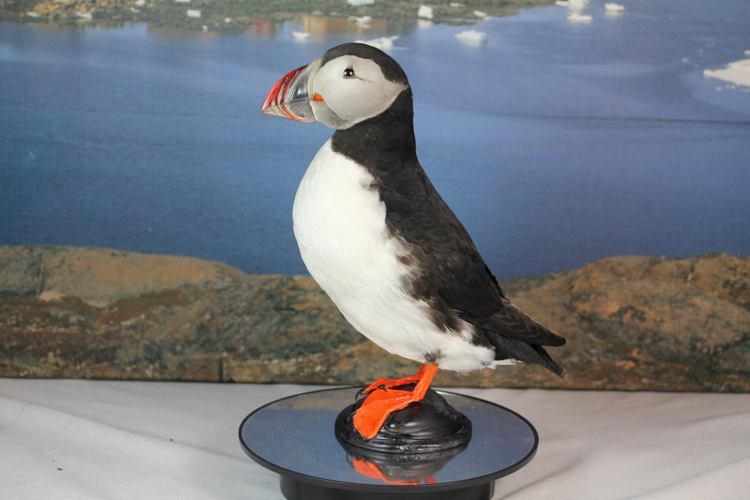 Puffin # 13. Taxidermy