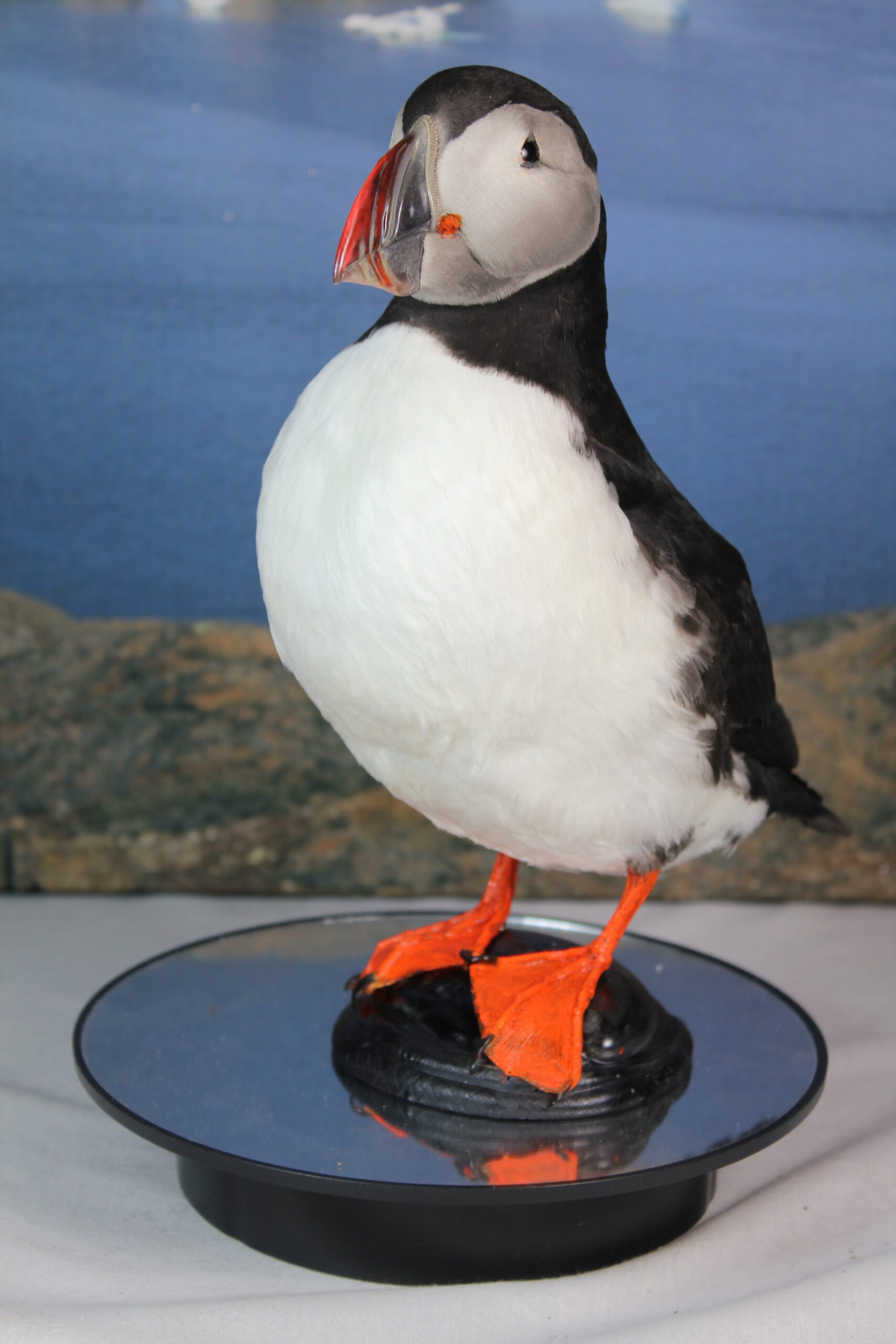 Puffin # 13. Taxidermy - Image 4