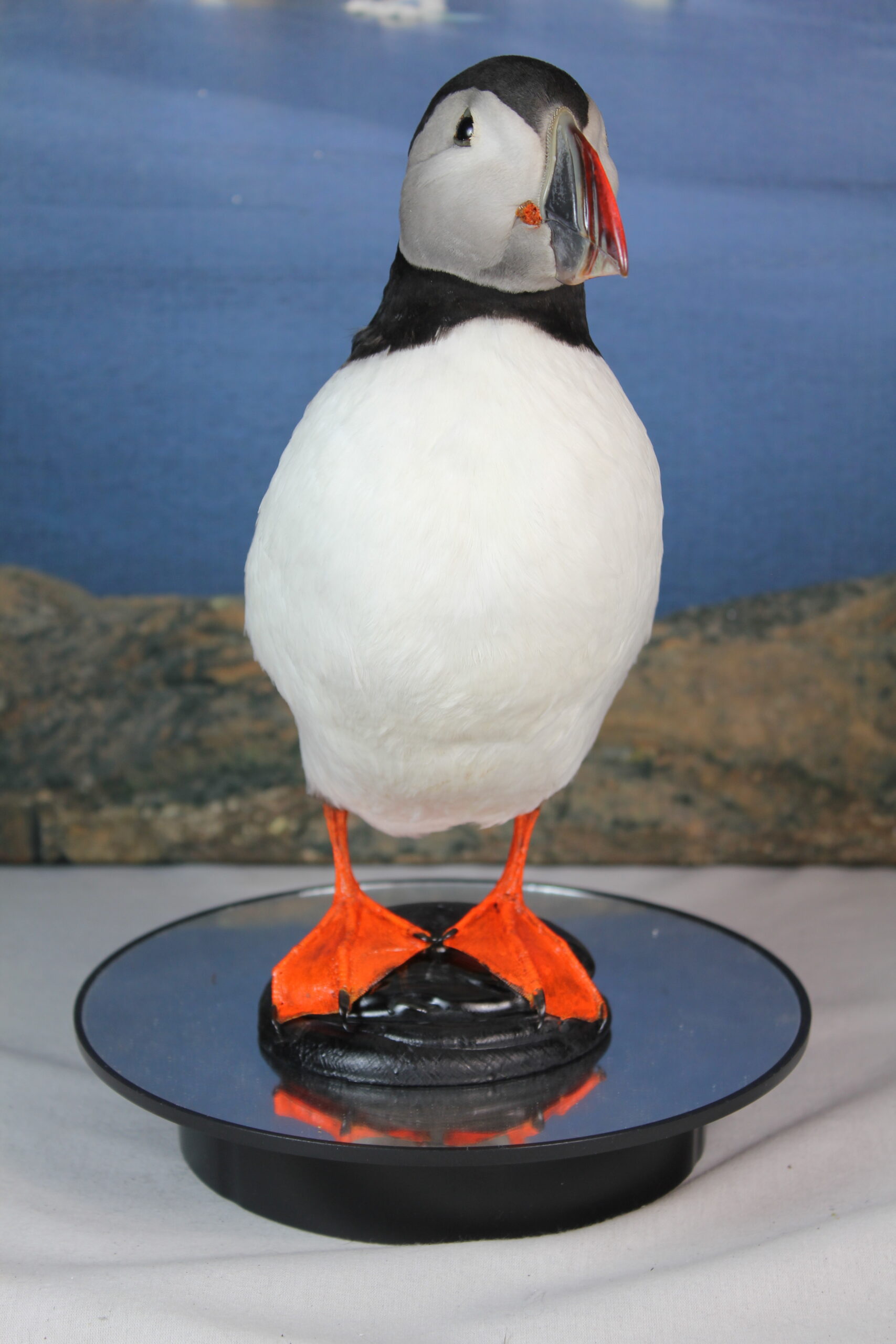 Puffin # 13. Taxidermy - Image 5