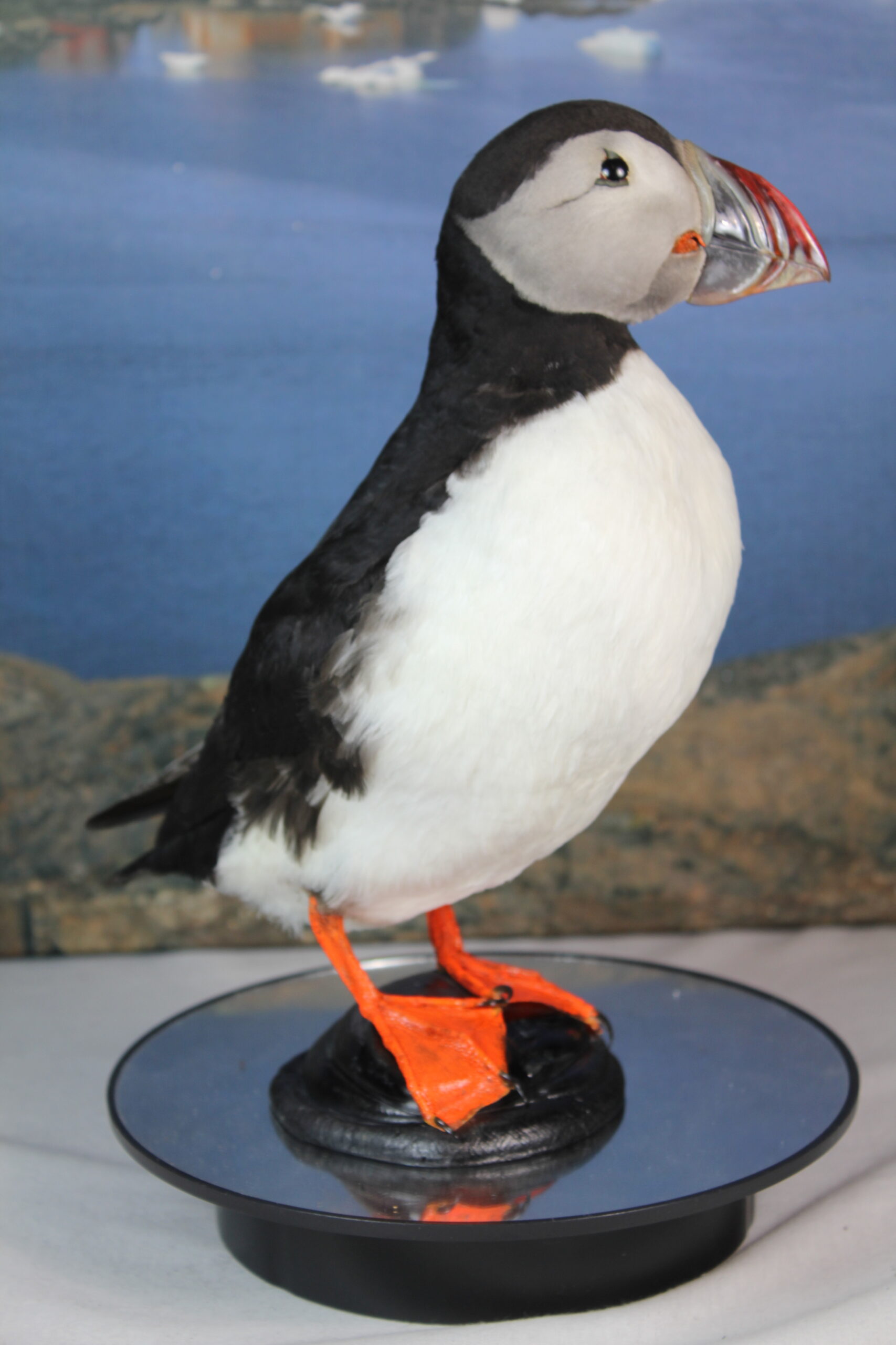 Puffin # 13. Taxidermy - Image 7