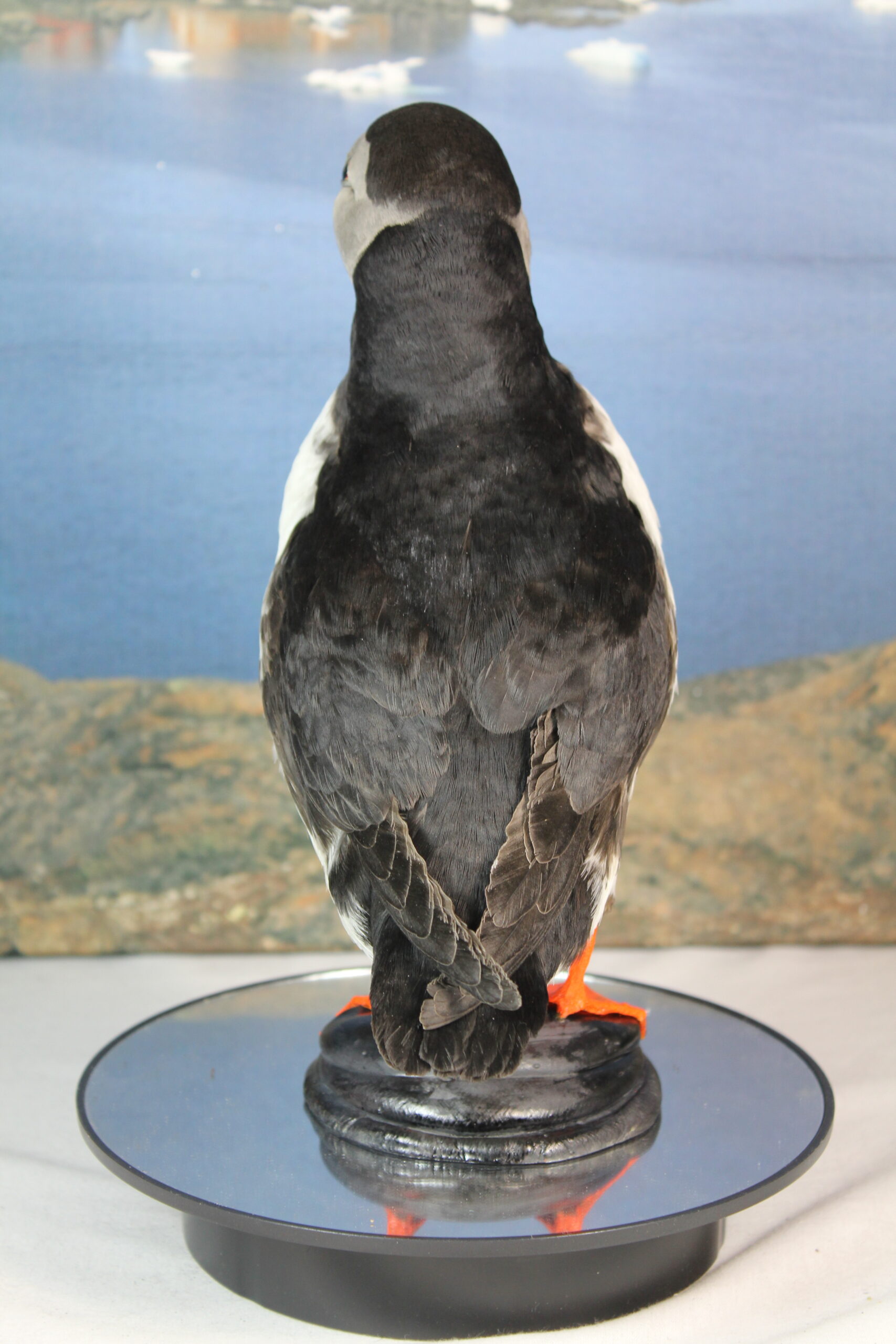 Puffin # 13. Taxidermy - Image 9