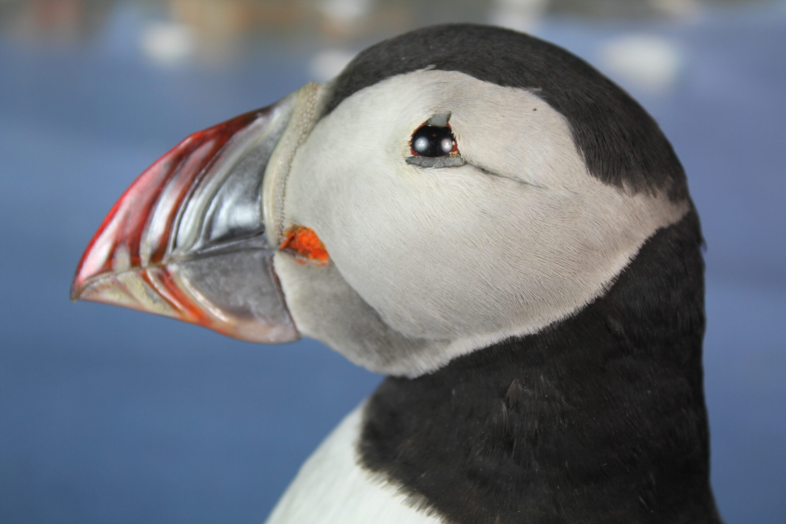 Puffin # 13. Taxidermy - Image 6