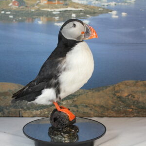 Puffin # 15. Taxidermy