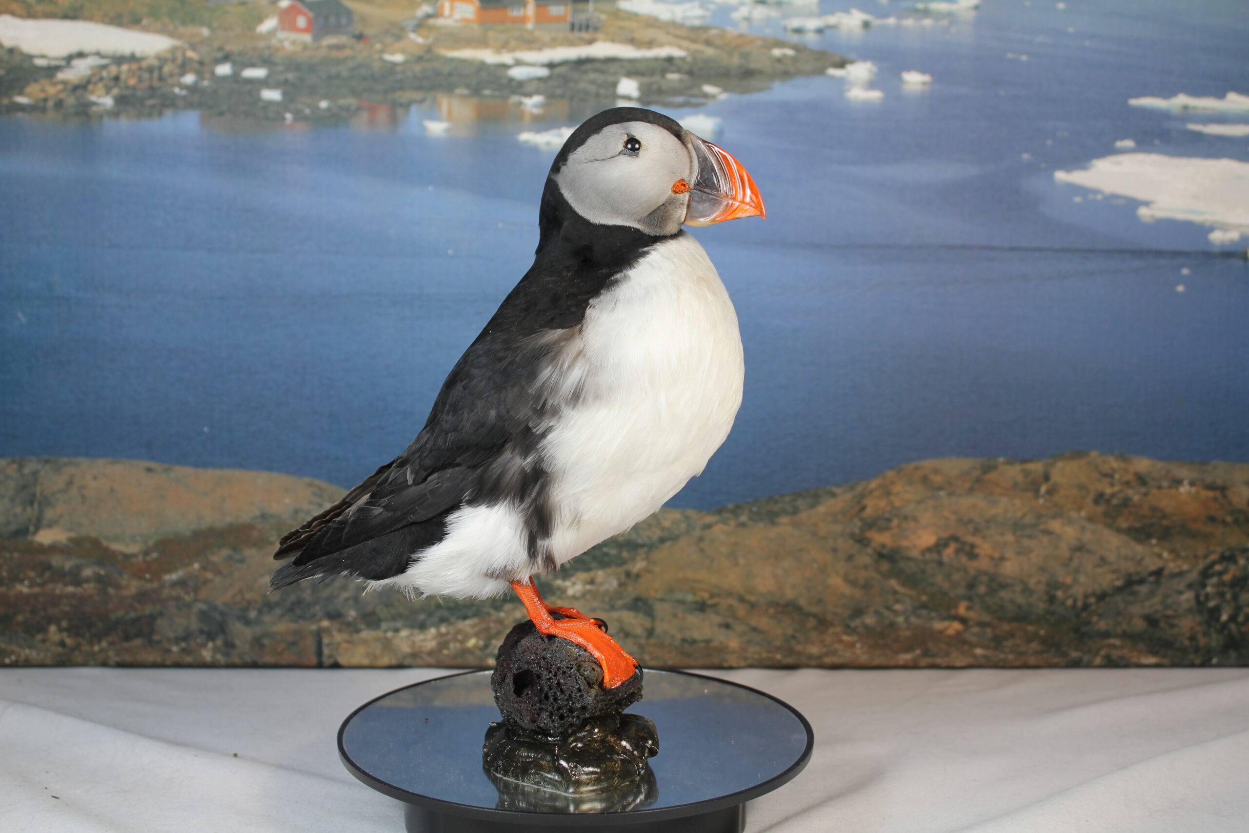 Puffin # 15. Taxidermy