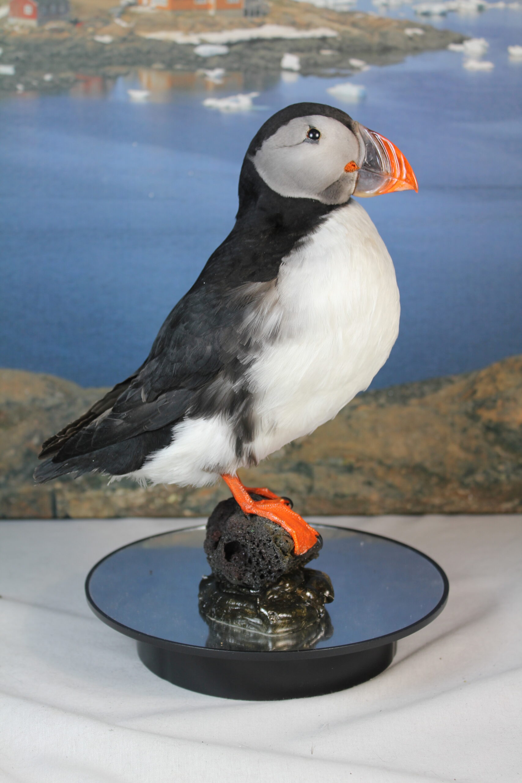 Puffin # 15. Taxidermy - Image 3