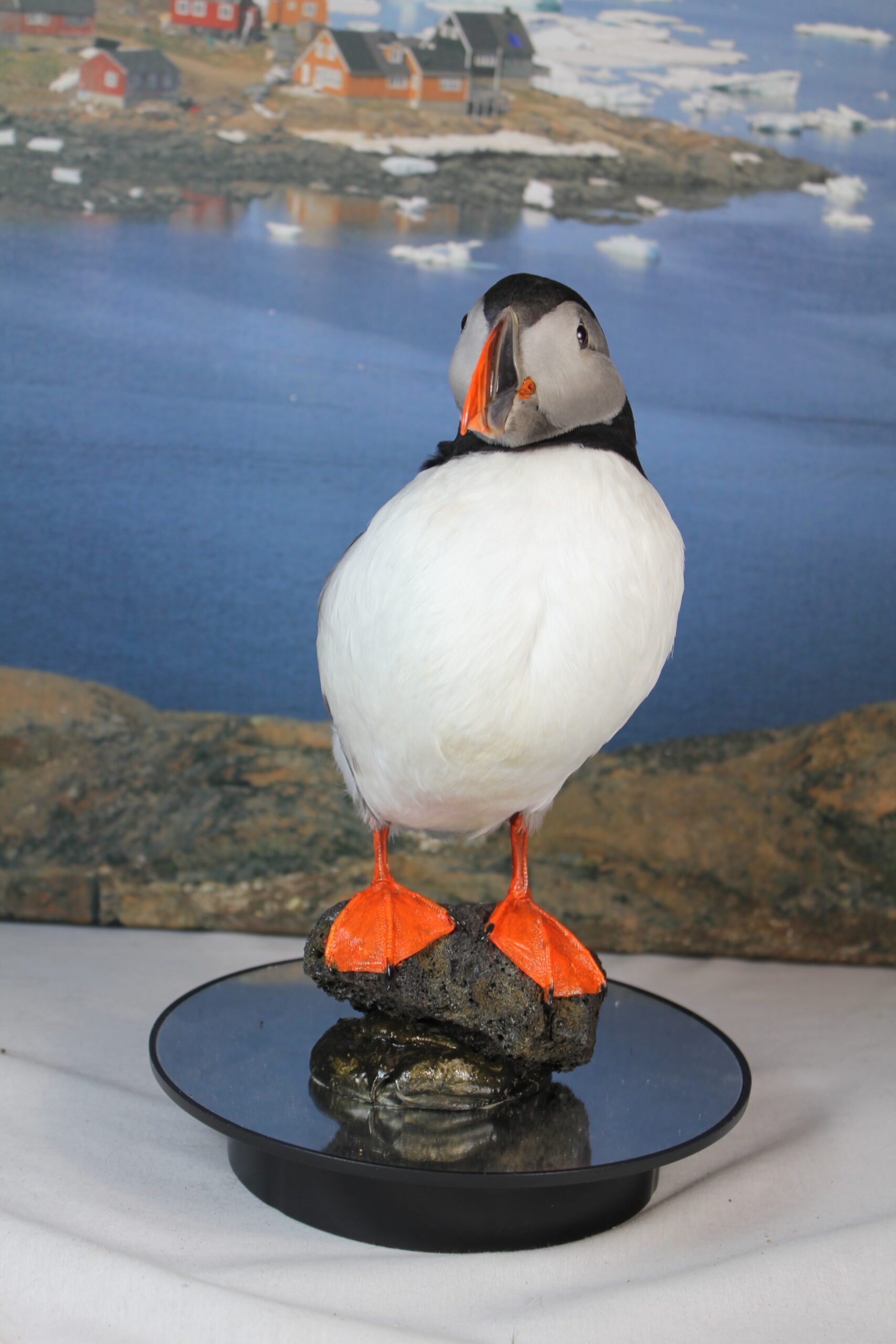Puffin # 15. Taxidermy - Image 5