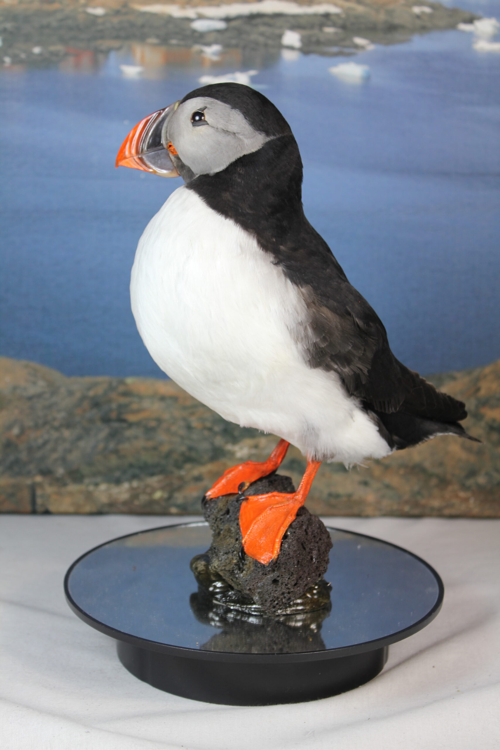 Puffin # 15. Taxidermy - Image 8
