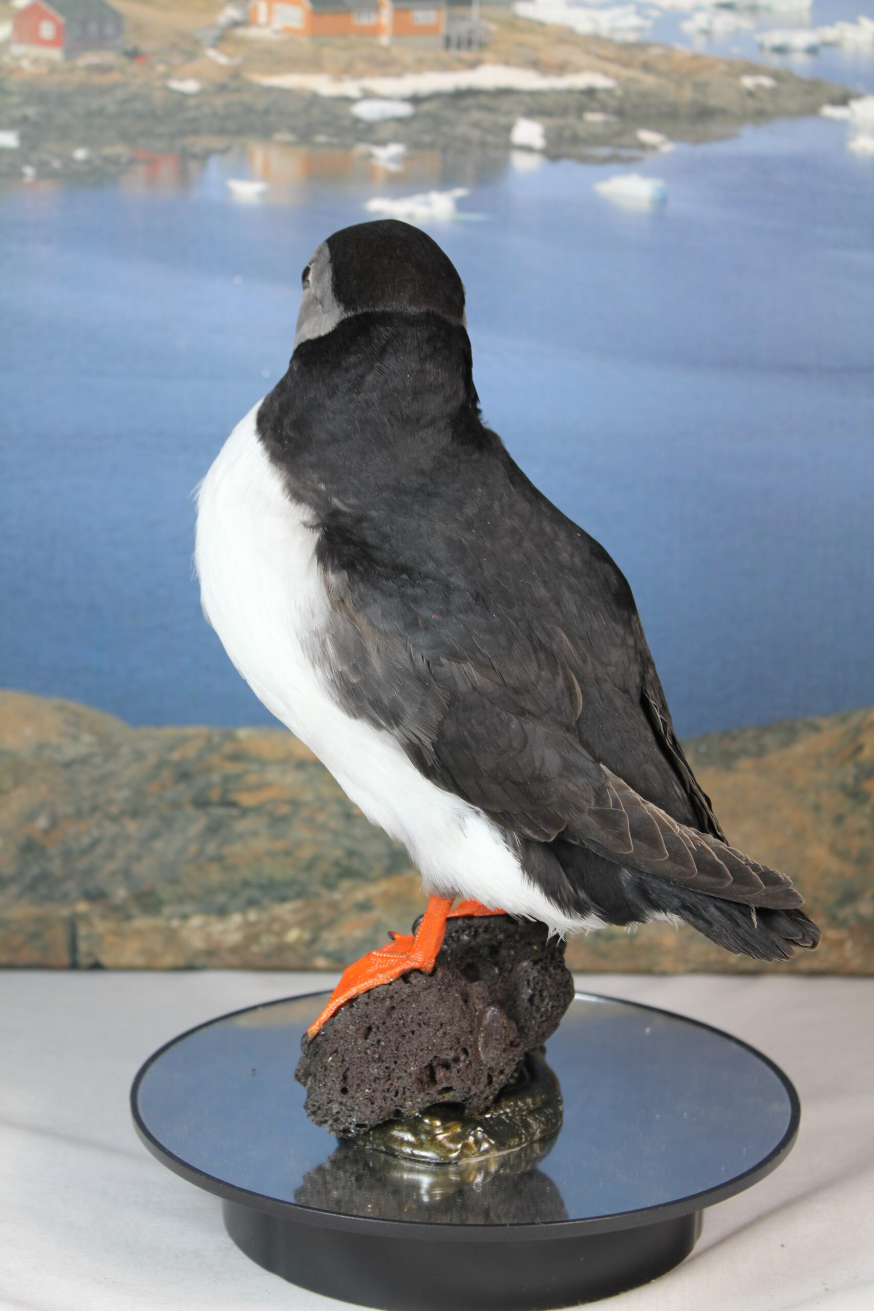 Puffin # 15. Taxidermy - Image 9