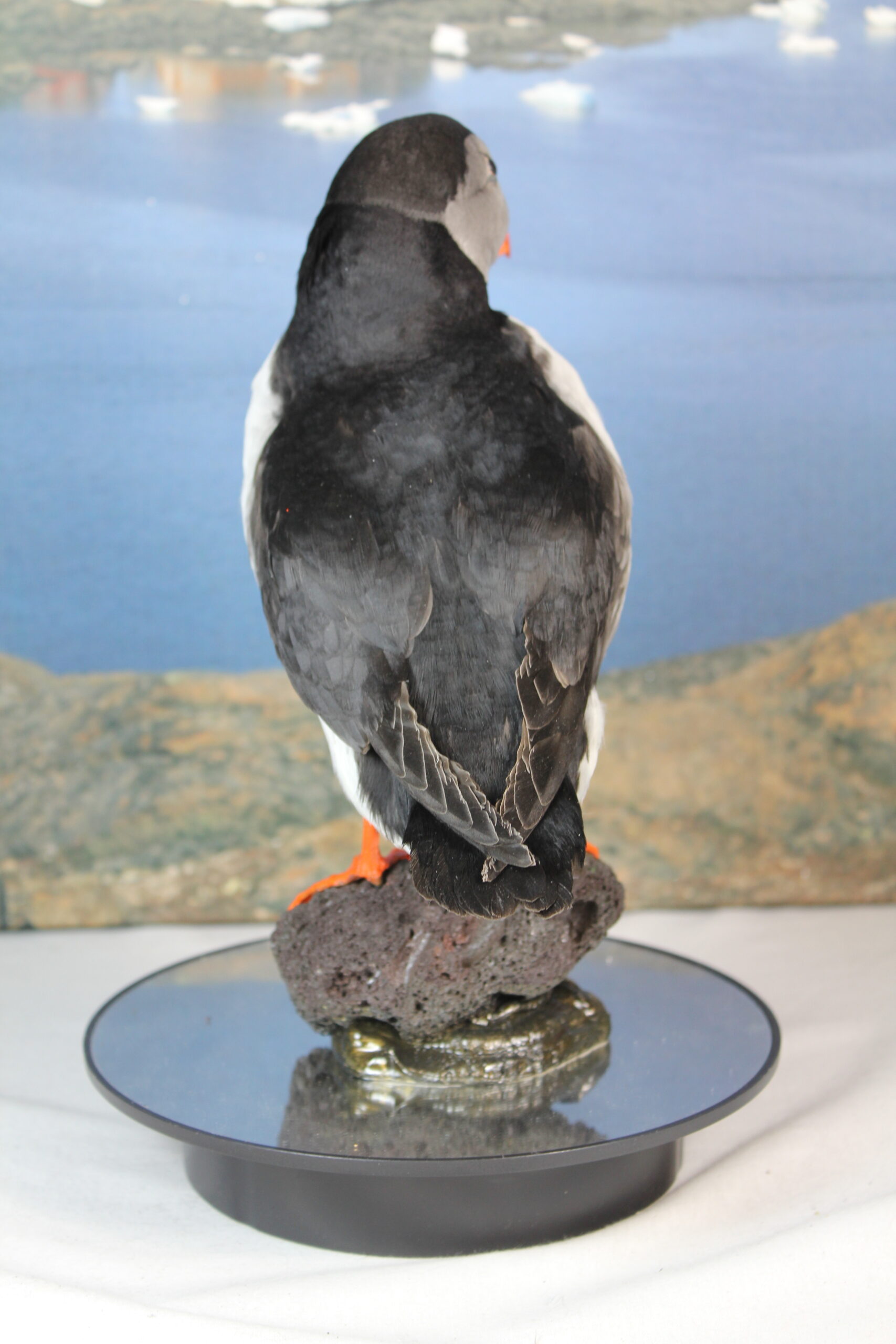 Puffin # 15. Taxidermy - Image 10