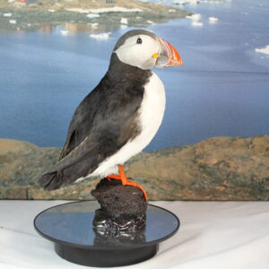 Puffin # 16. Taxidermy