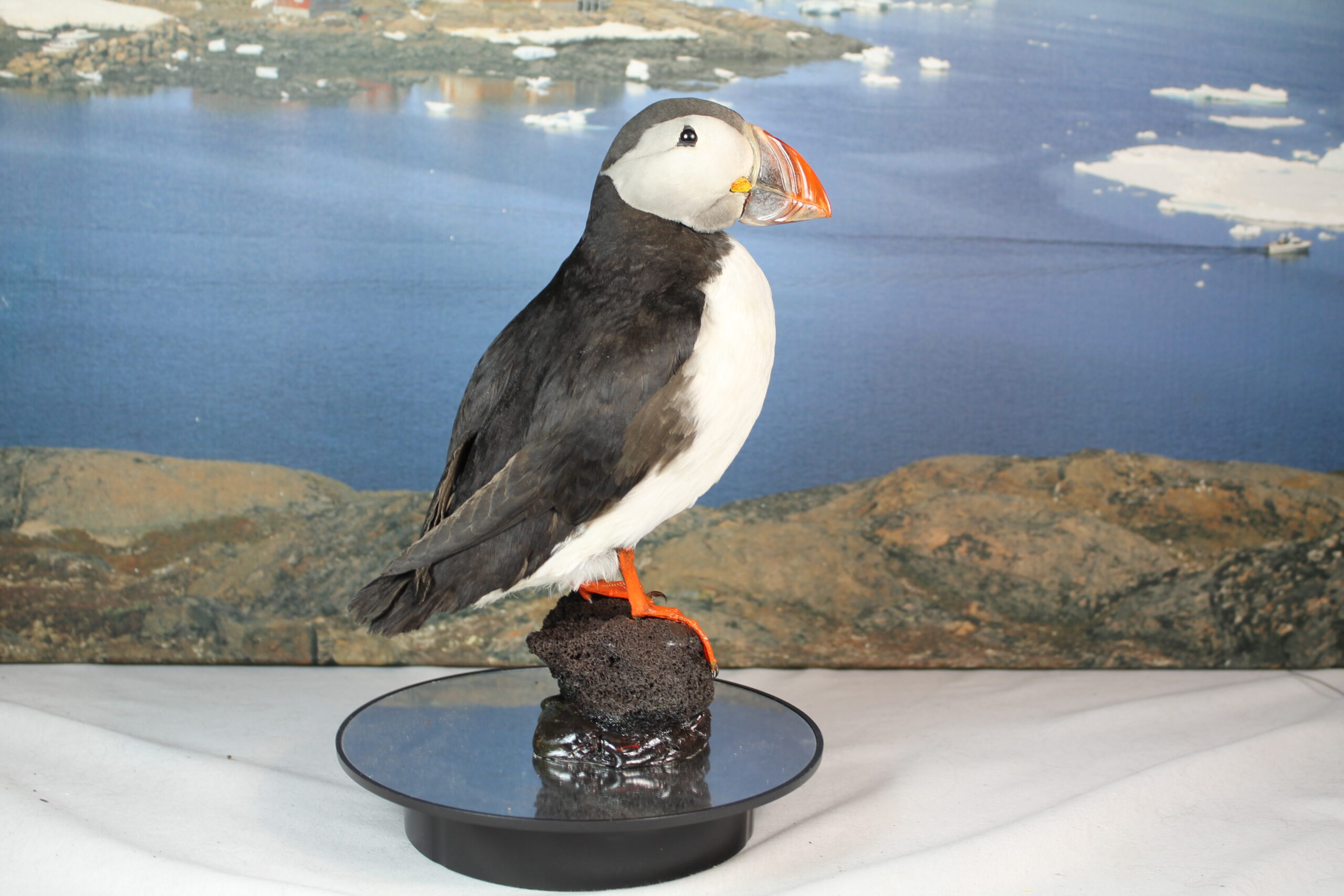 Puffin # 16. Taxidermy
